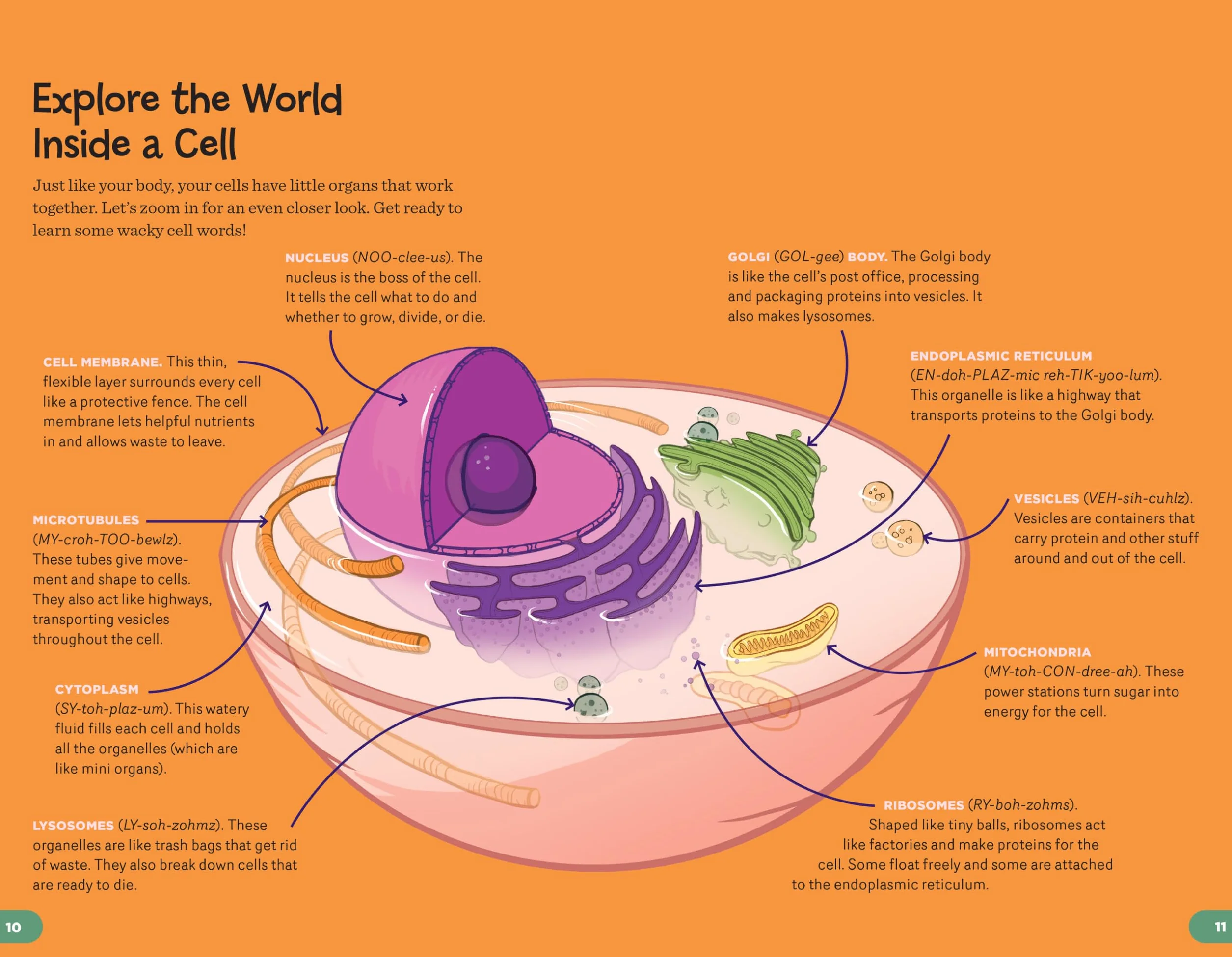 Human Body Learning Lab: Take an Inside Tour of How Your Anatomy Works