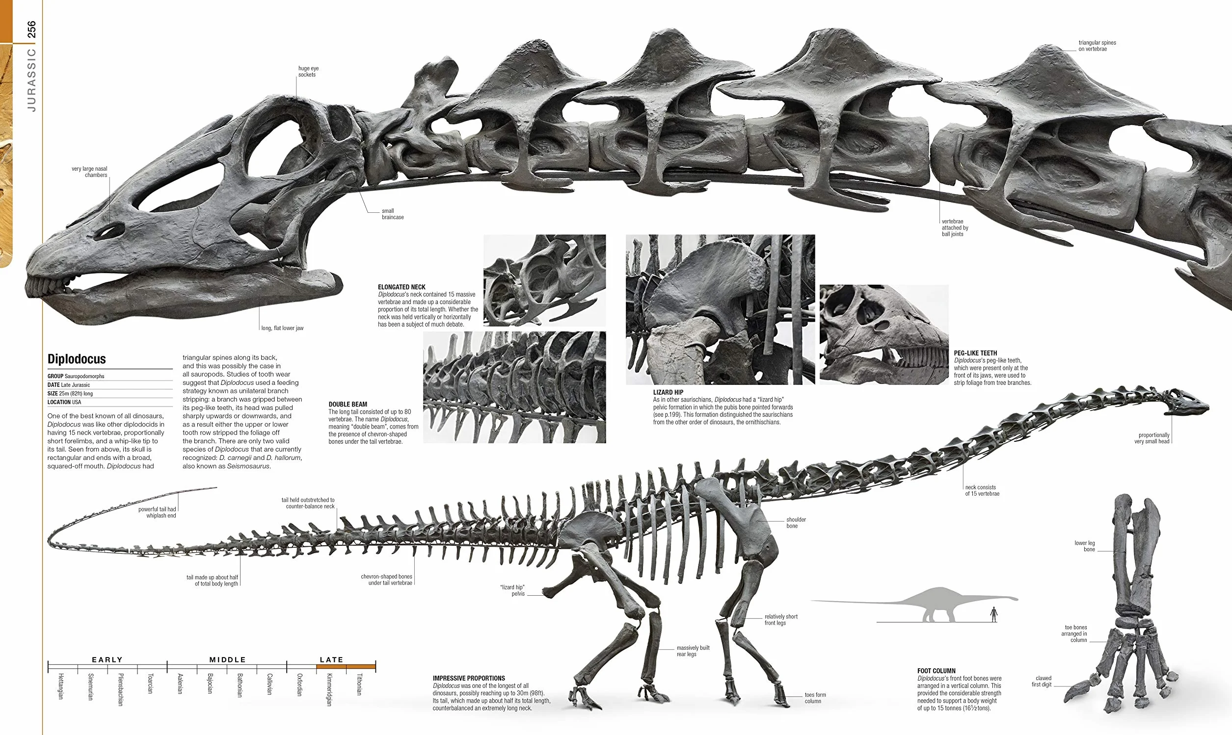Dinosaurs and Prehistoric Life: Definitive Visual Guide