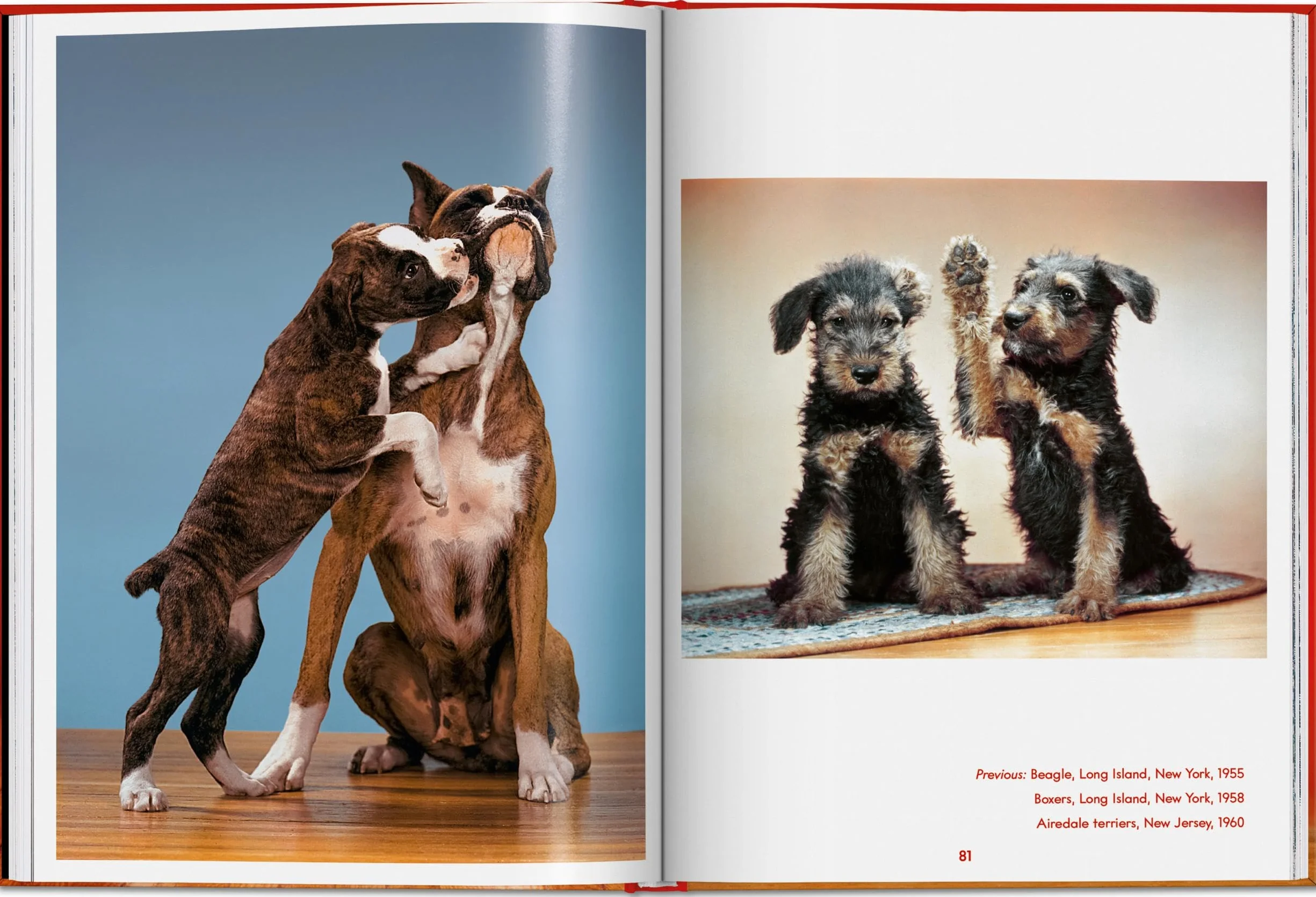 Walter Chandoha. Dogs. Photographs 1941-1991
