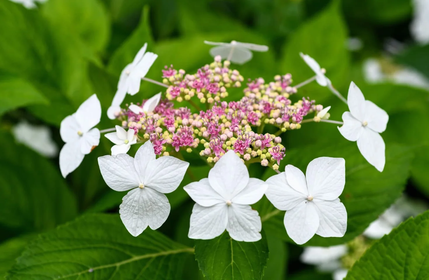 Hydrangeas: The ultimate flower guide for growing, flowering and cutting varieties for the home and gardening