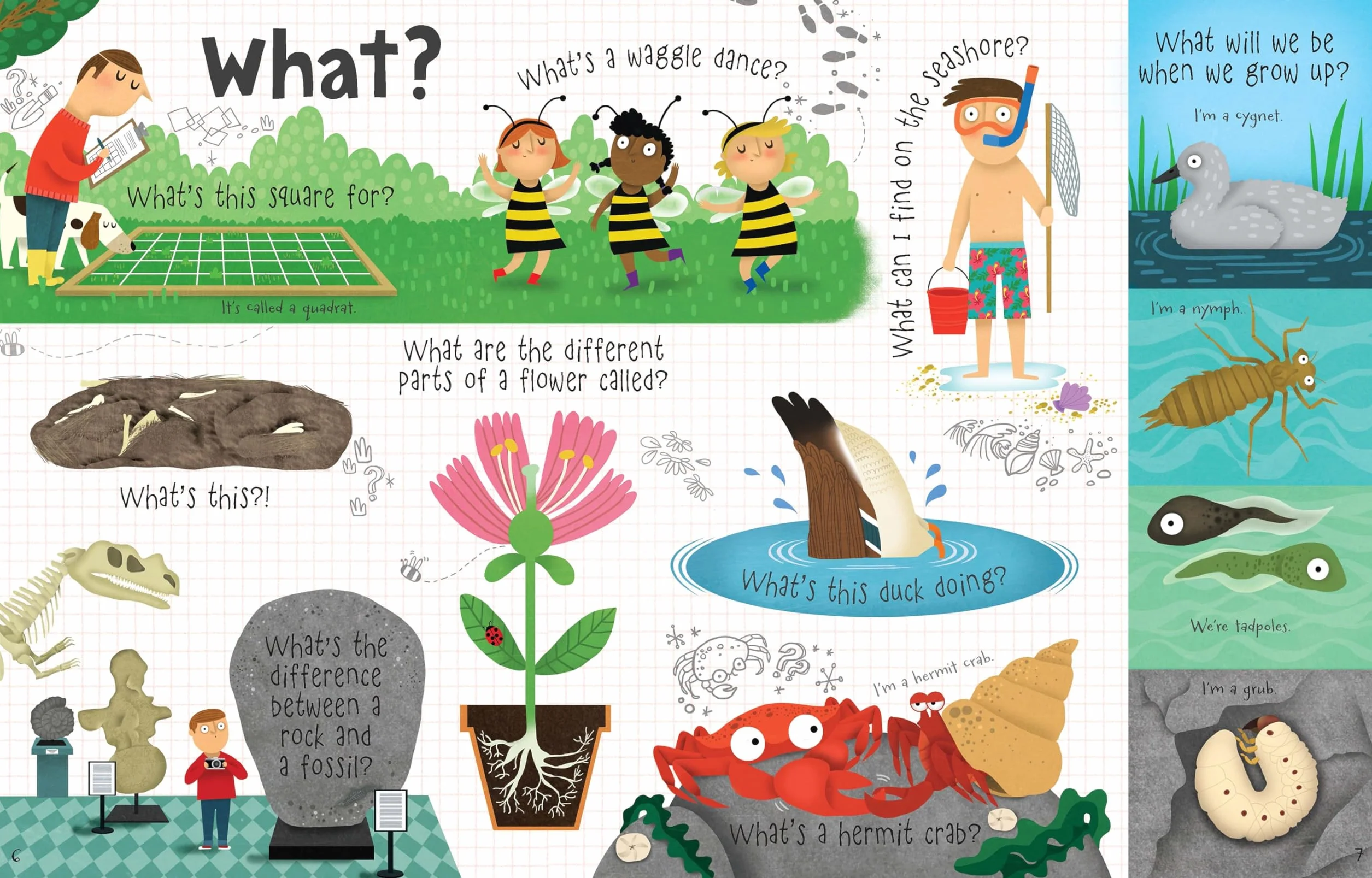 Lift the Flap Questions and Answers About Nature (Lift-the-Flap First Questions and Answers): 1 (Questions & Answers)
