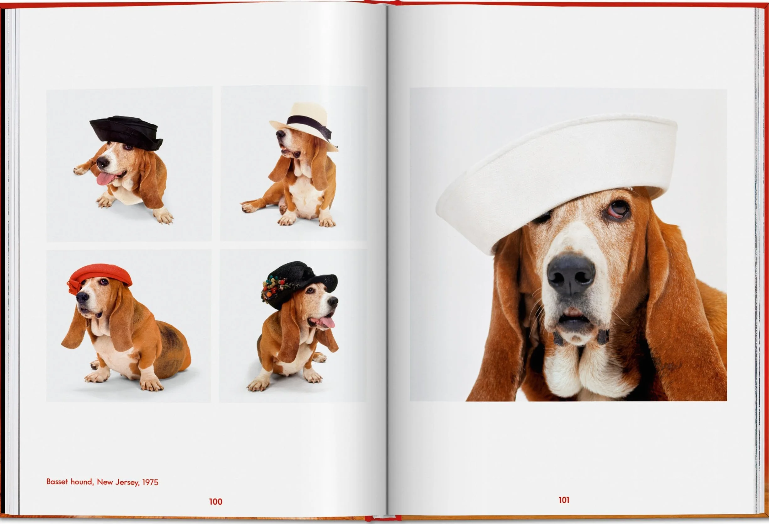 Walter Chandoha. Dogs. Photographs 1941-1991