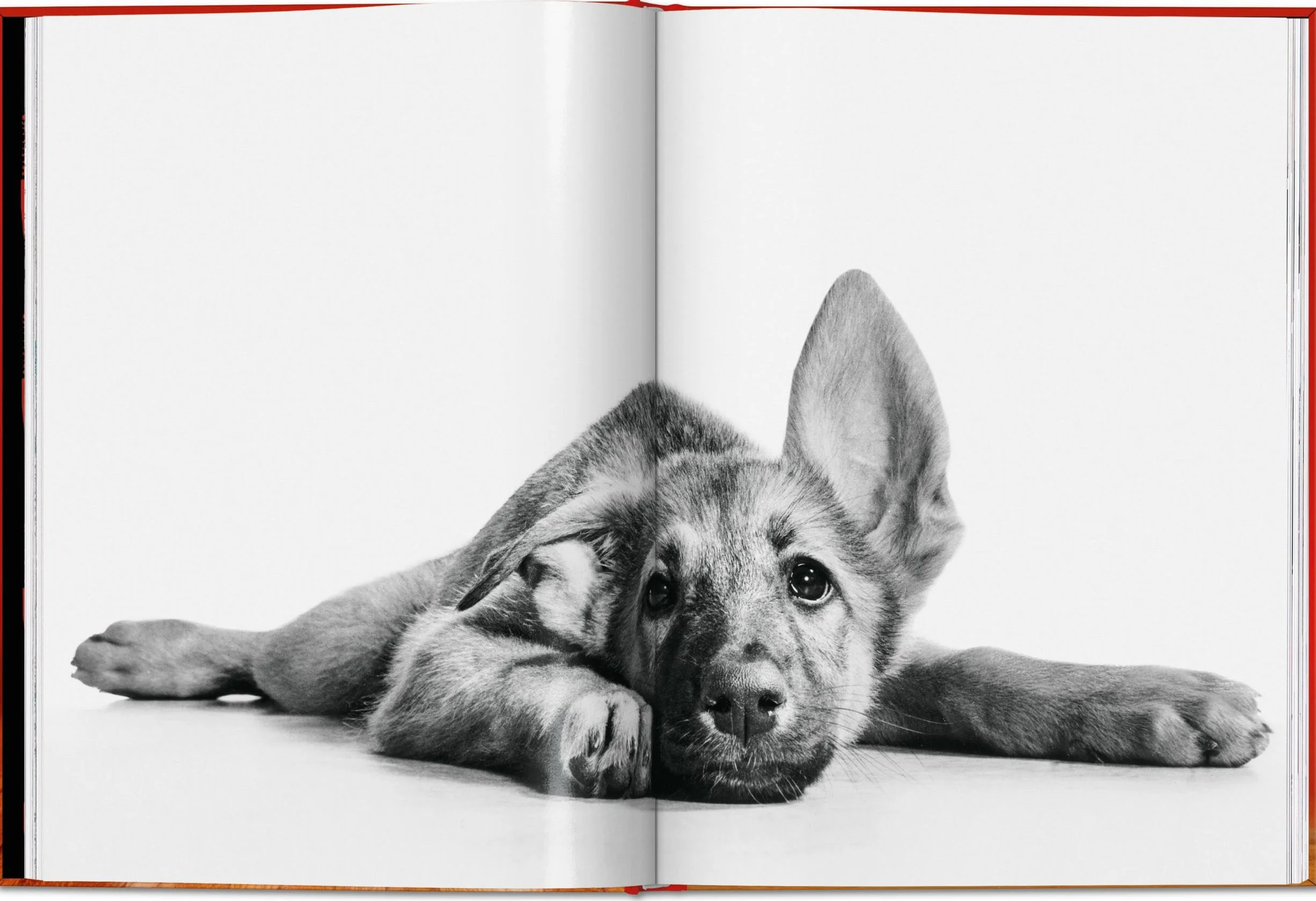 Walter Chandoha. Dogs. Photographs 1941-1991