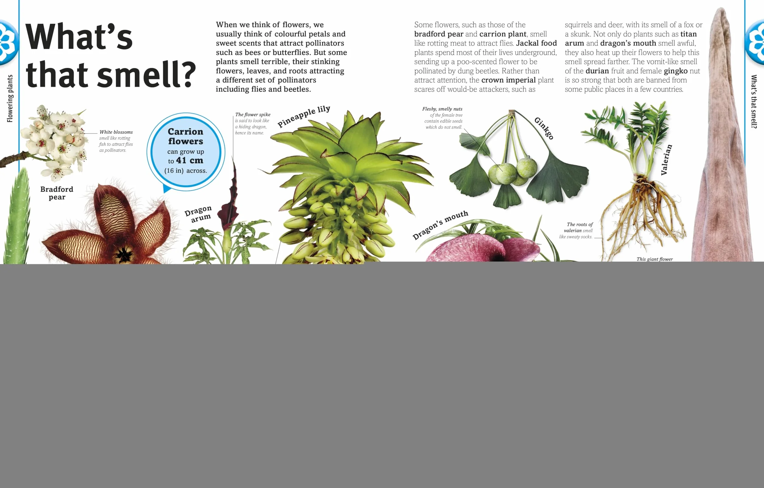 Our World in Pictures: Trees, Leaves, Flowers & Seeds: A visual encyclopedia of the plant kingdom: A Visual Plant Encyclopedia for Kids