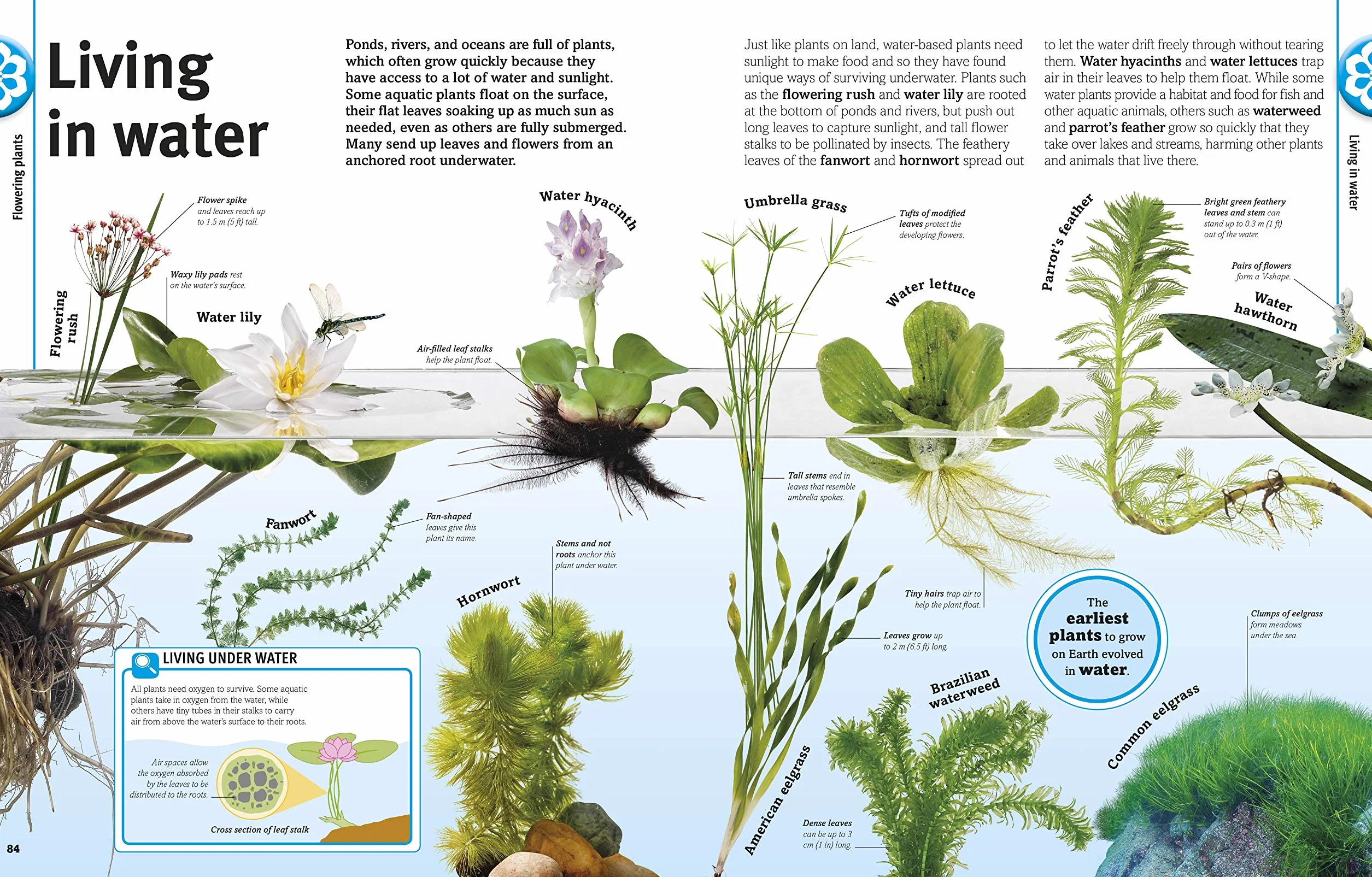 Our World in Pictures: Trees, Leaves, Flowers & Seeds: A visual encyclopedia of the plant kingdom: A Visual Plant Encyclopedia for Kids