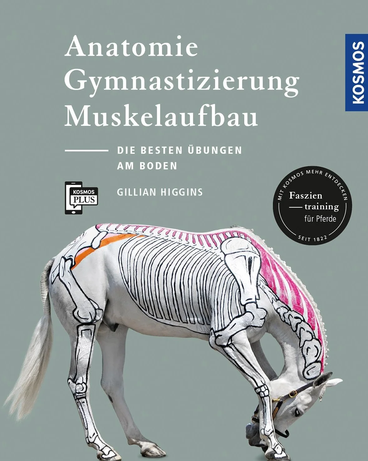 Anatomie Gymnastizierung Muskelaufbau: Übungen für Pferde am Boden