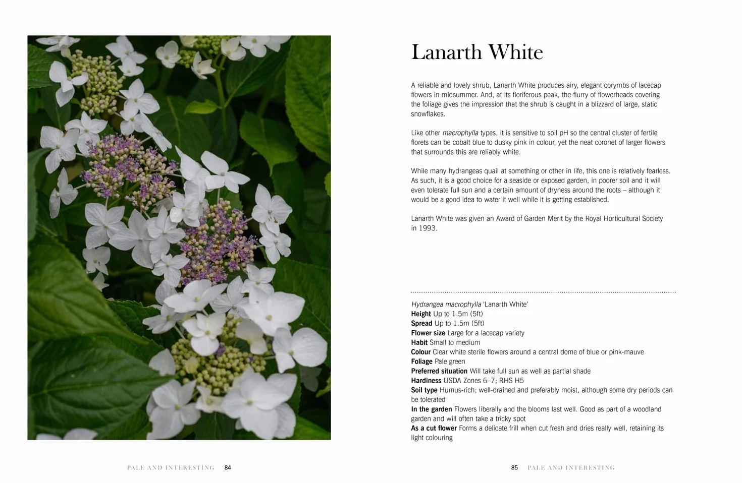 Hydrangeas: The ultimate flower guide for growing, flowering and cutting varieties for the home and gardening