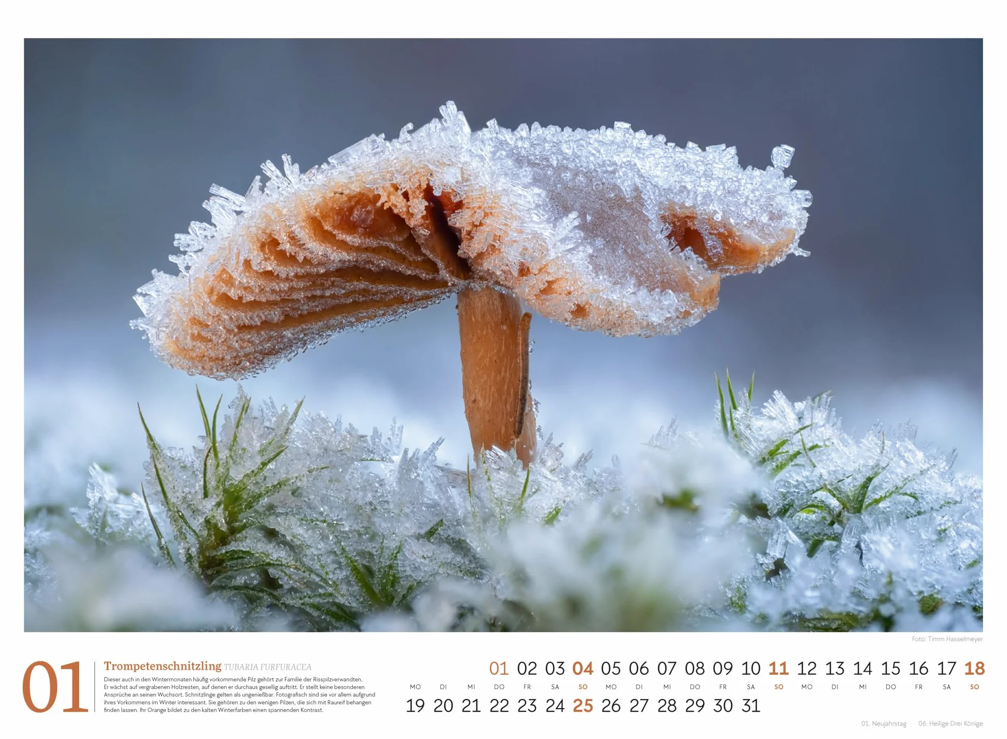 Pilze Kalender 2026 | Vielfalt am Waldboden: Informativer Natur-Kalender im Querformat (45x33 cm) | Mit ausführlichen Bildunterschriften