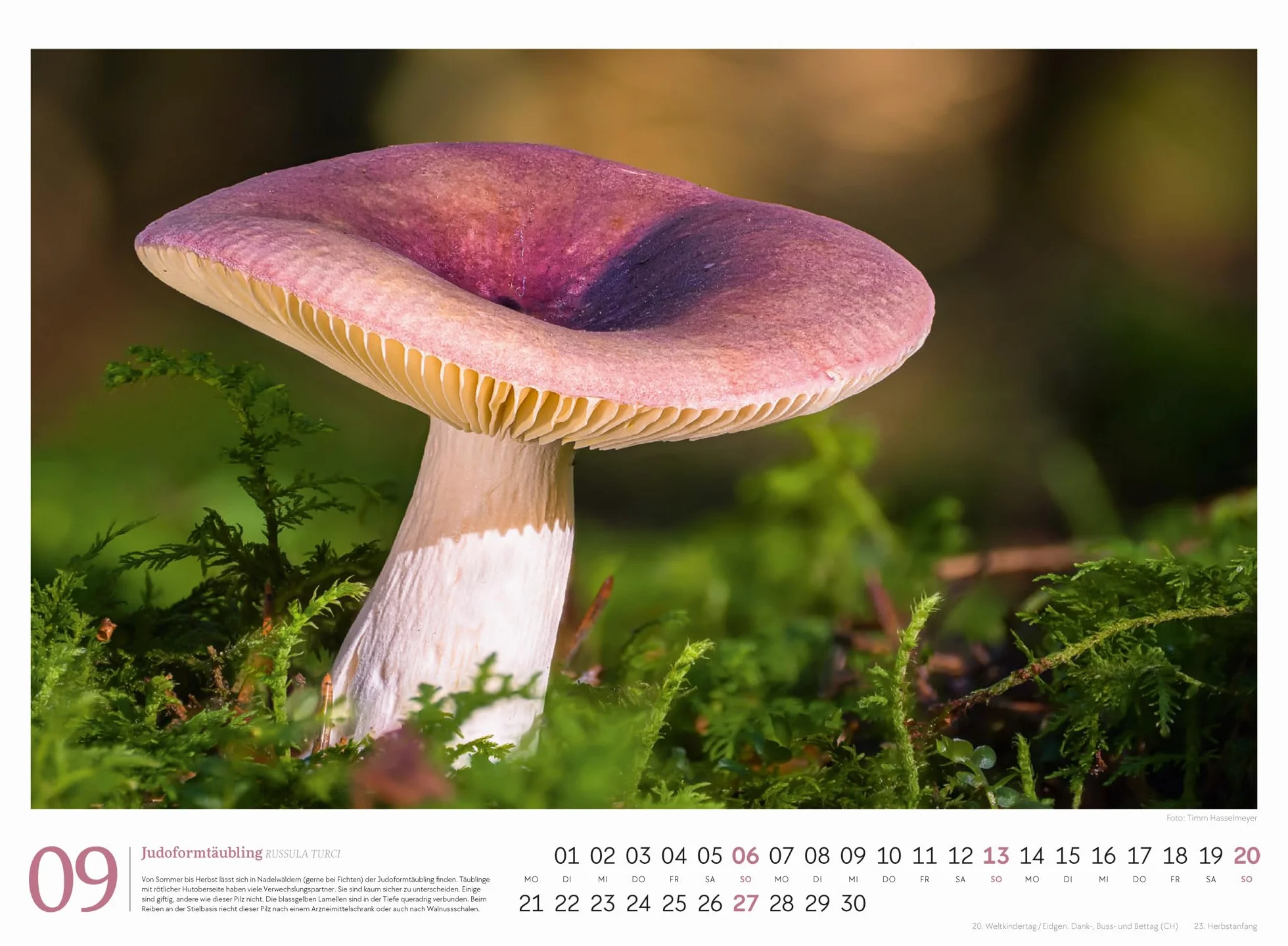 Pilze Kalender 2026 | Vielfalt am Waldboden: Informativer Natur-Kalender im Querformat (45x33 cm) | Mit ausführlichen Bildunterschriften
