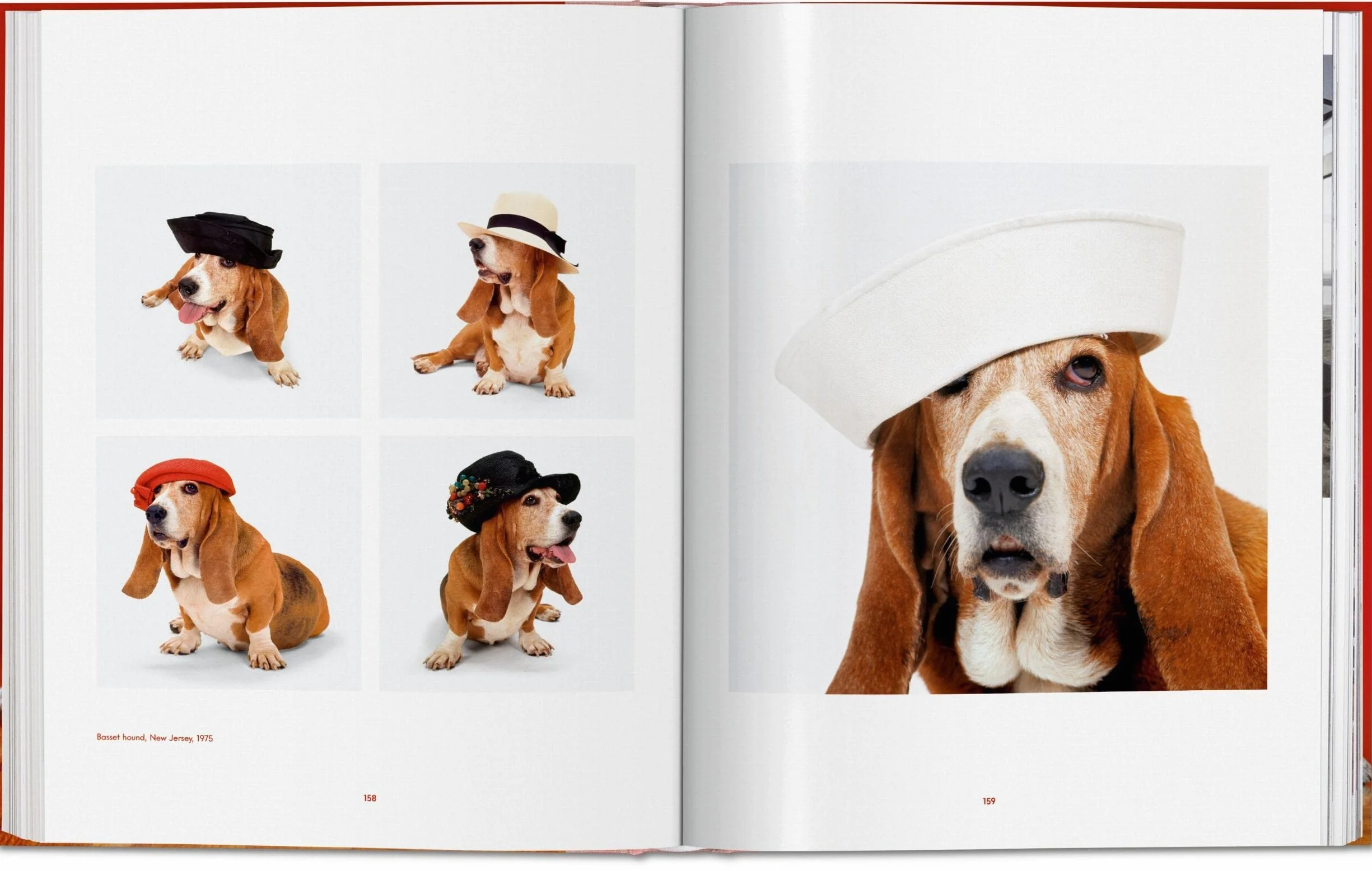 Dogs Photographs 1941–1991