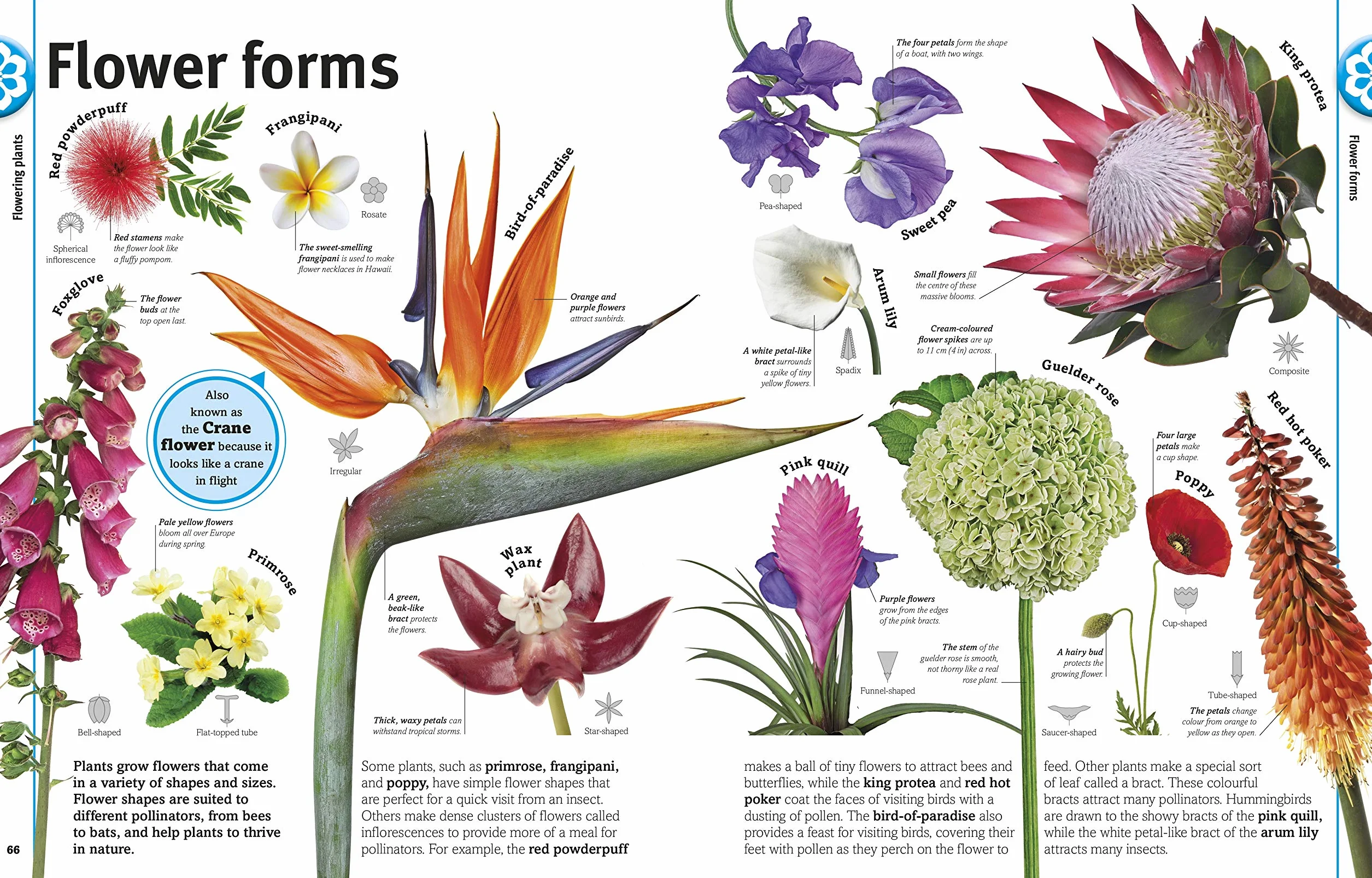Our World in Pictures: Trees, Leaves, Flowers & Seeds: A visual encyclopedia of the plant kingdom: A Visual Plant Encyclopedia for Kids