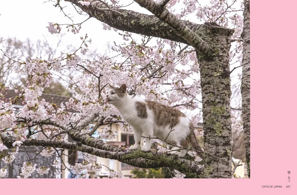 Neko : Cats of Japan /anglais