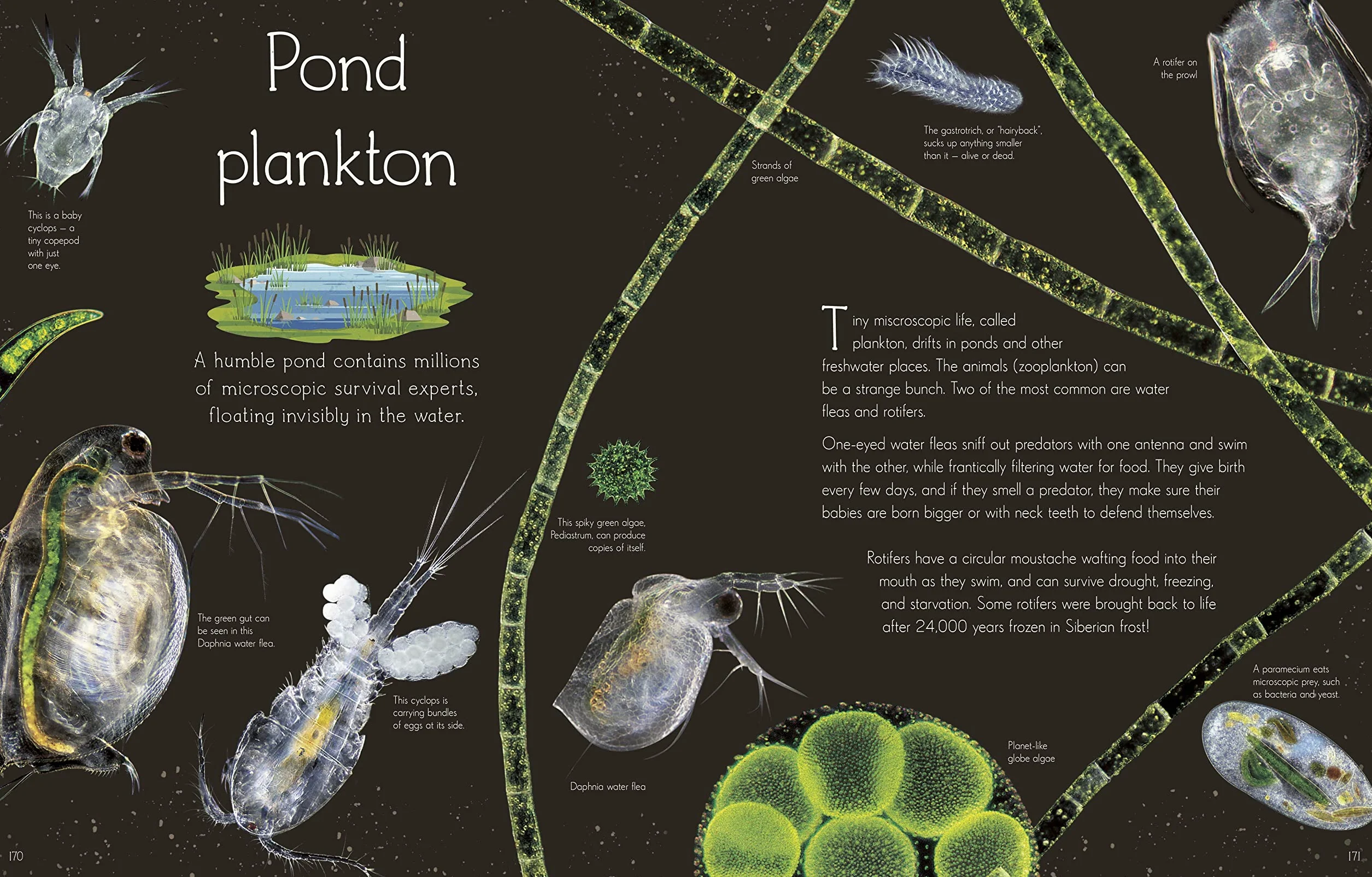 An Anthology of Aquatic Life: Discover the Secret Lives Under the Sea
