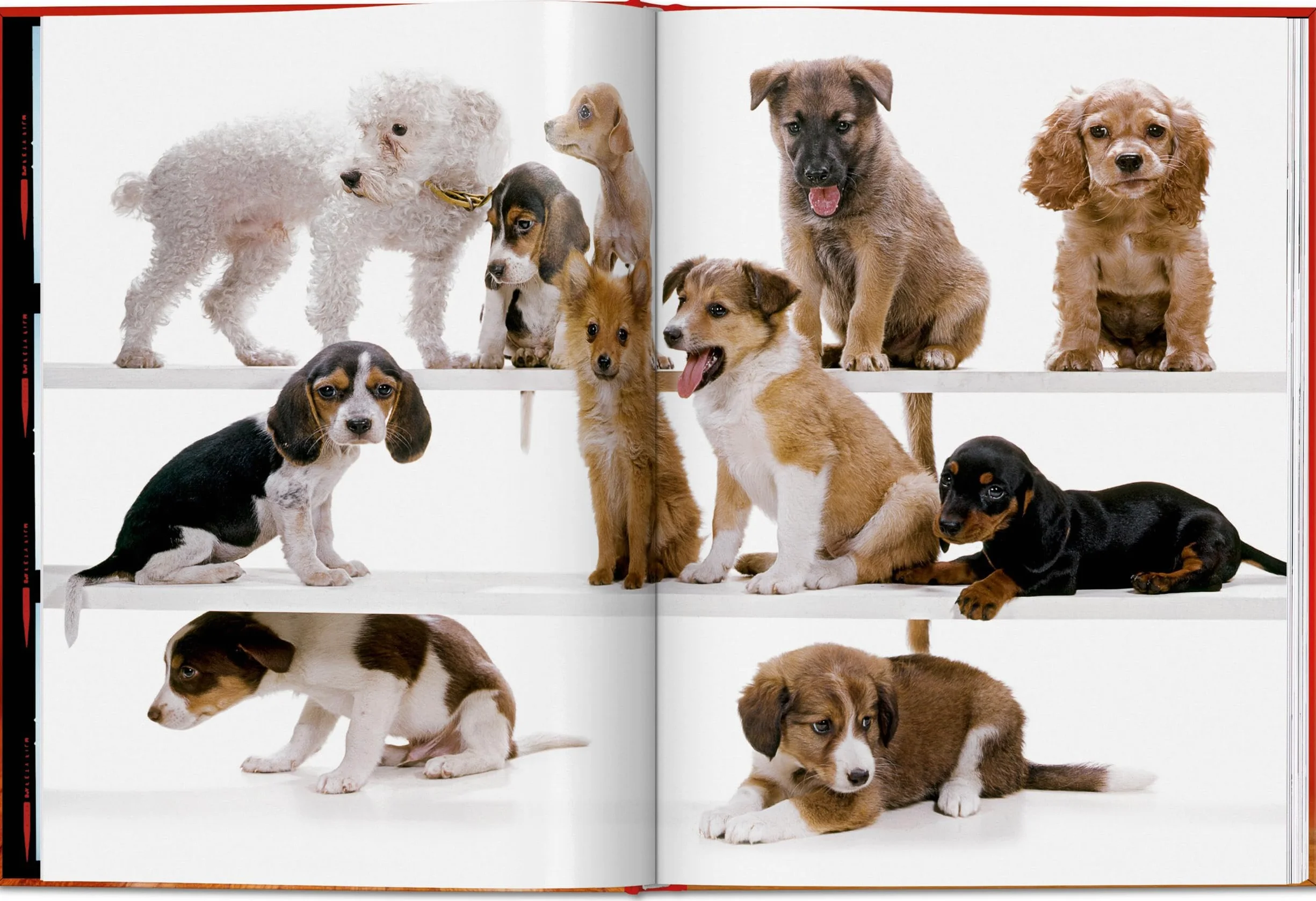 Walter Chandoha. Dogs. Photographs 1941-1991