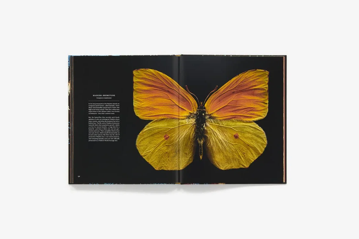 Extint and endangered: Insects in Peril