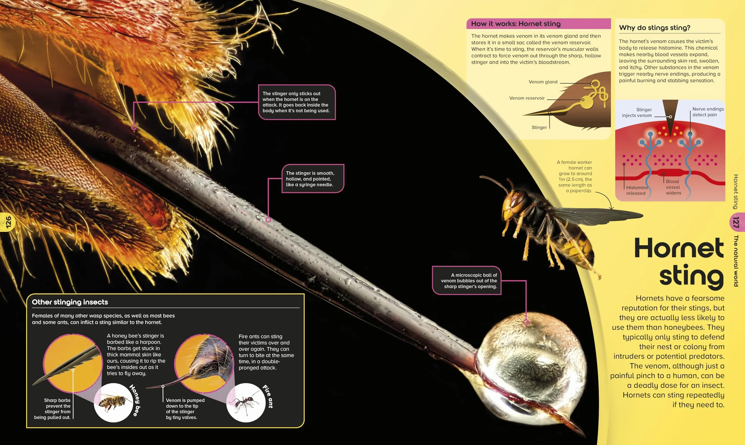 The Miniverse: A Microscopic Journey Into Hidden Worlds