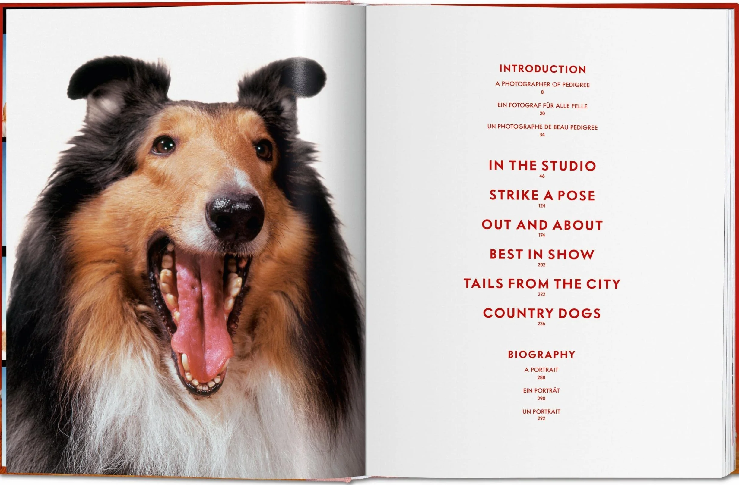Dogs Photographs 1941–1991