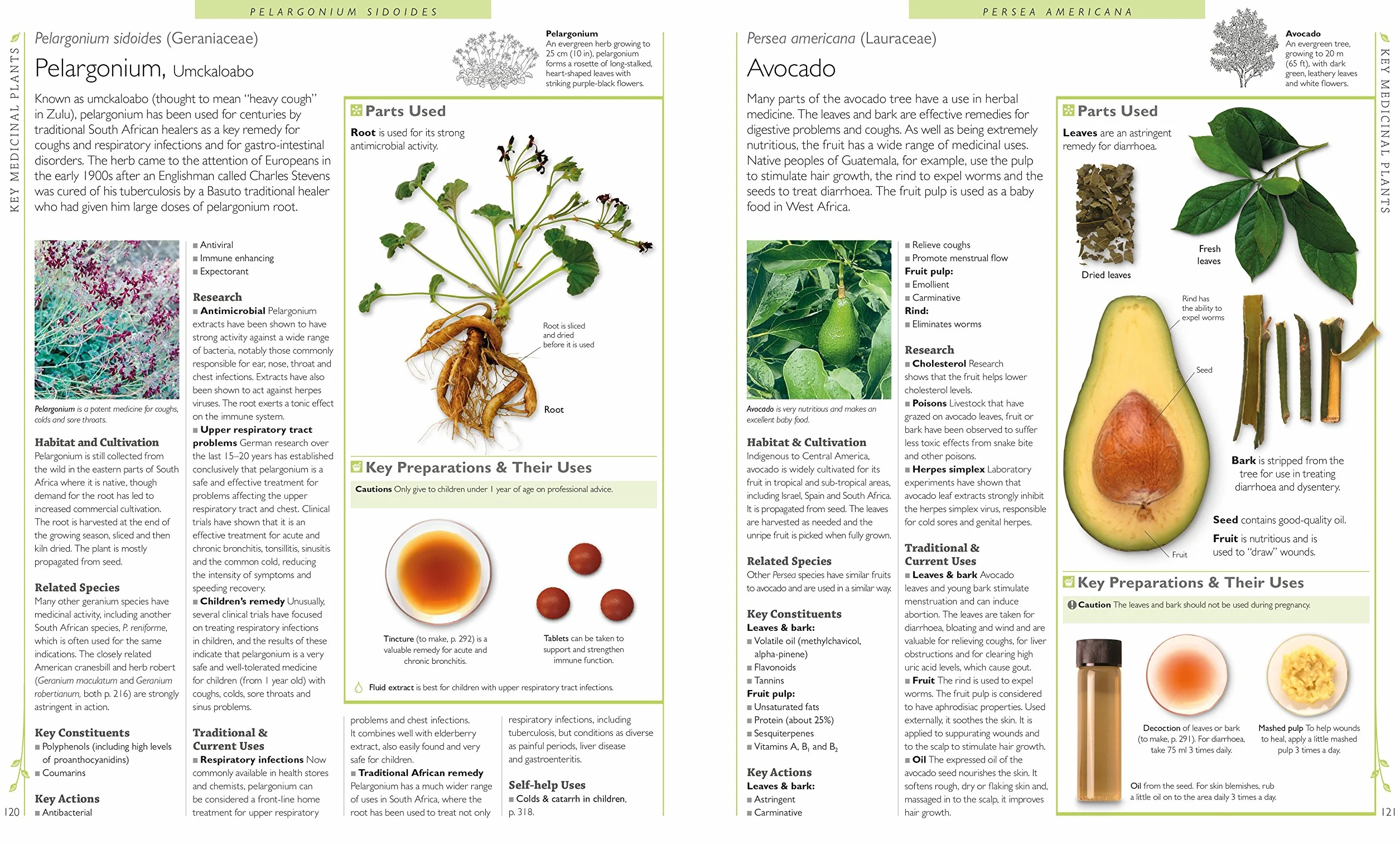 Encyclopedia Of Herbal Medicine: 550 Herbs and Remedies for Common Ailments