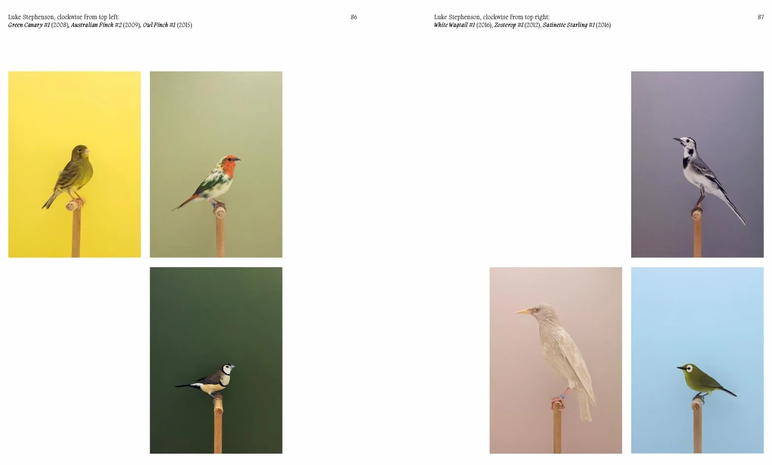 Aviary The Bird in Contemporary Photography /anglais