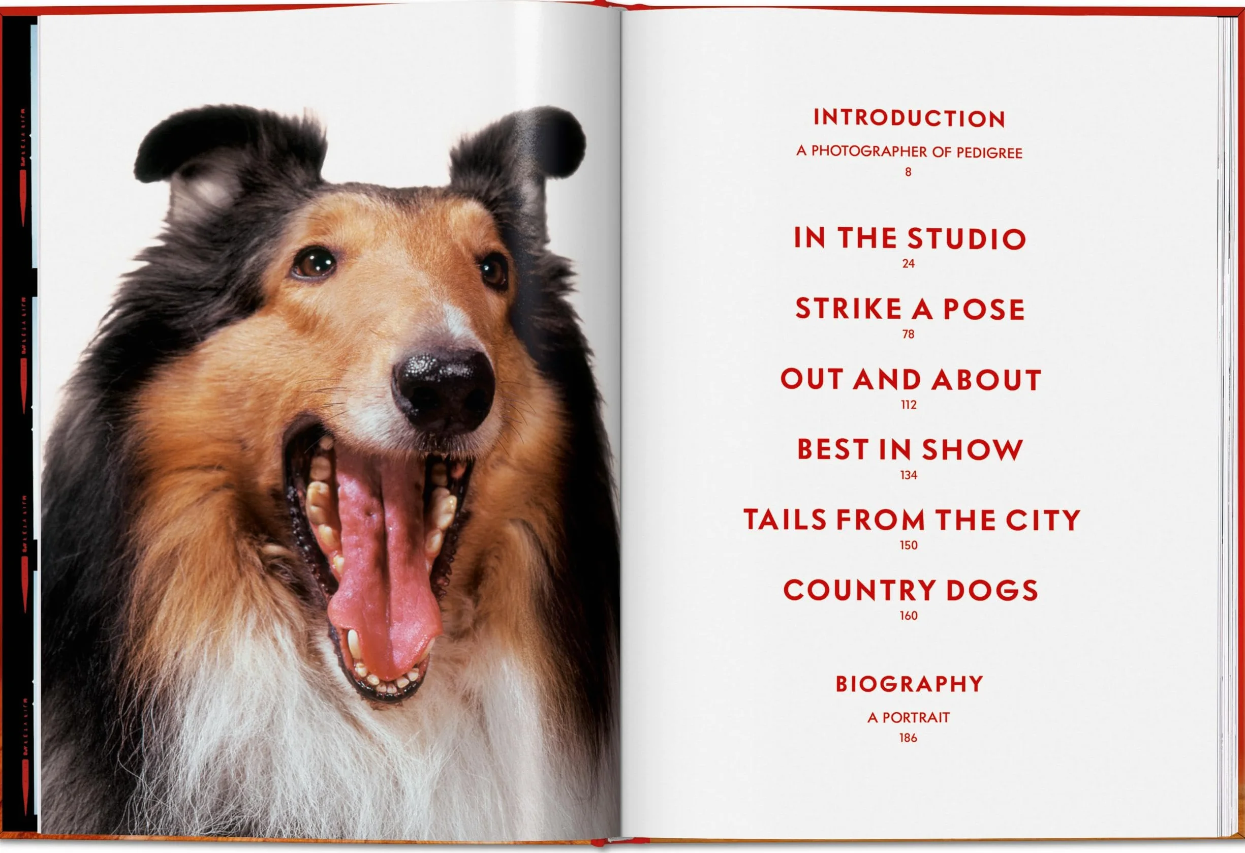 Walter Chandoha. Dogs. Photographs 1941-1991