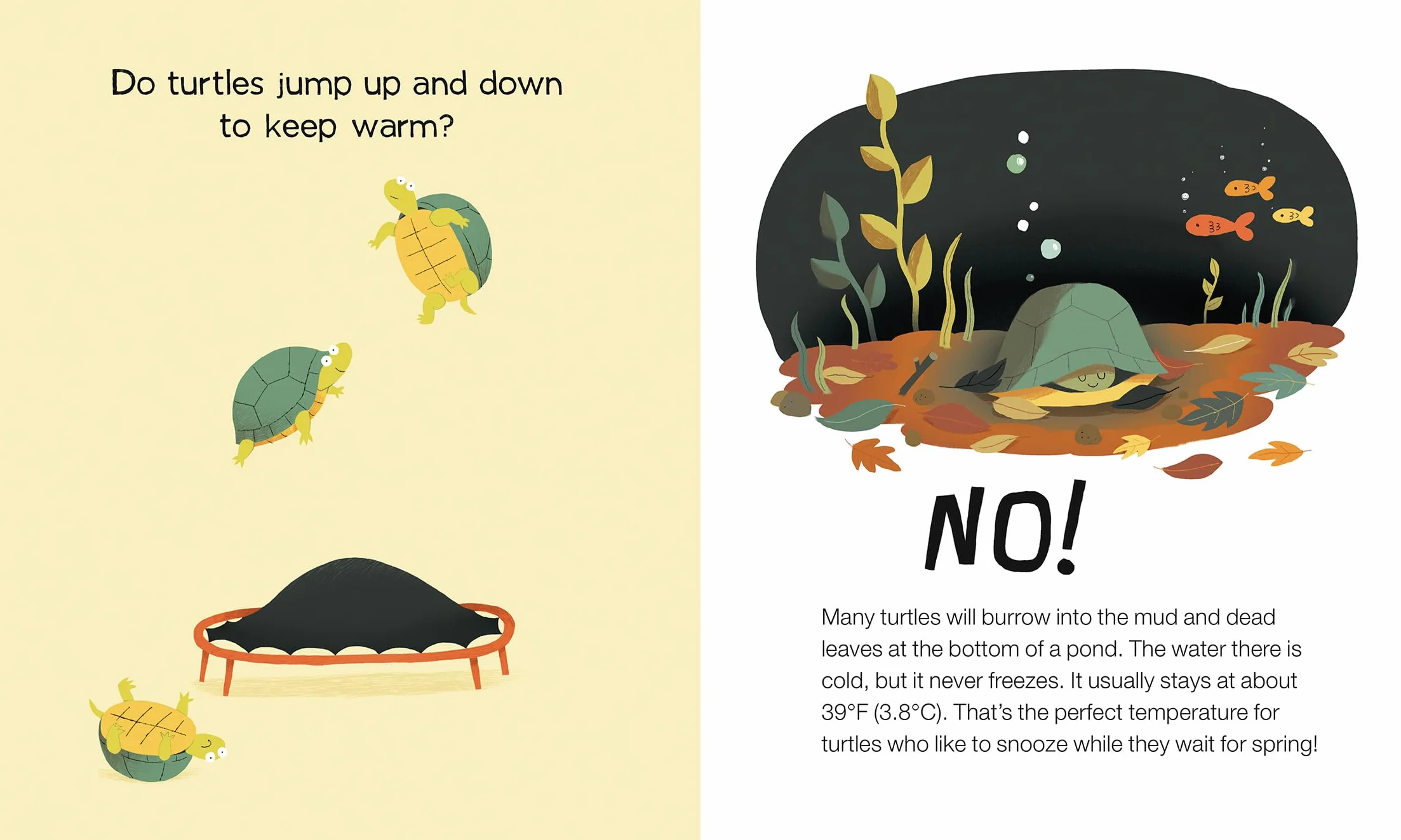 Do Frogs Drink Hot Chocolate?: How Animals Keep Warm: 1