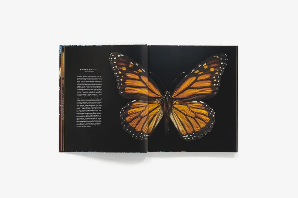 Extint and endangered: Insects in Peril