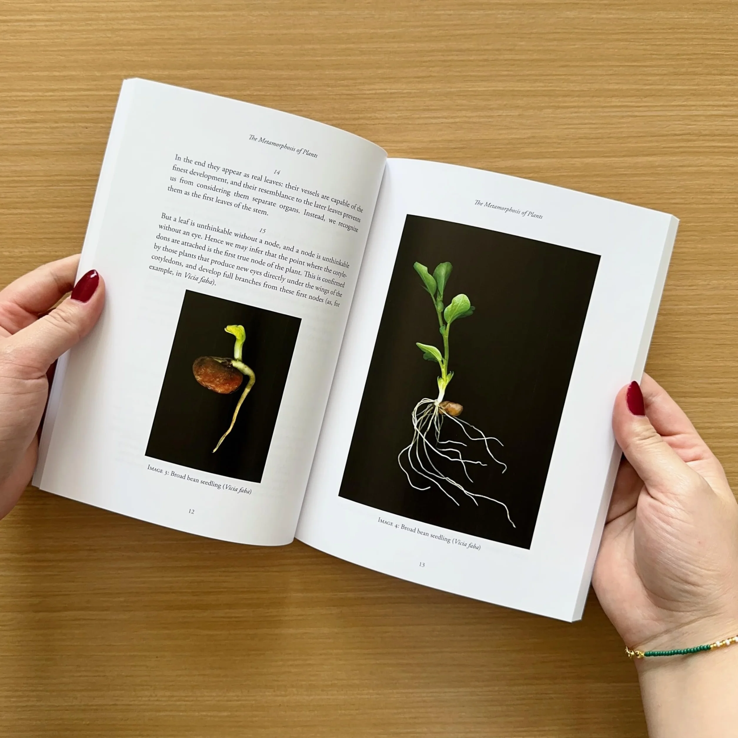 The Metamorphosis of Plants