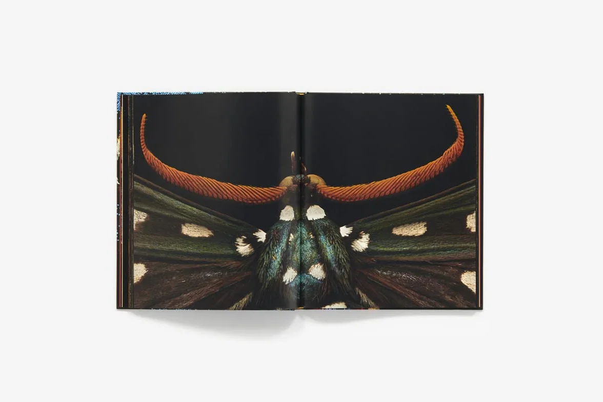 Extint and endangered: Insects in Peril