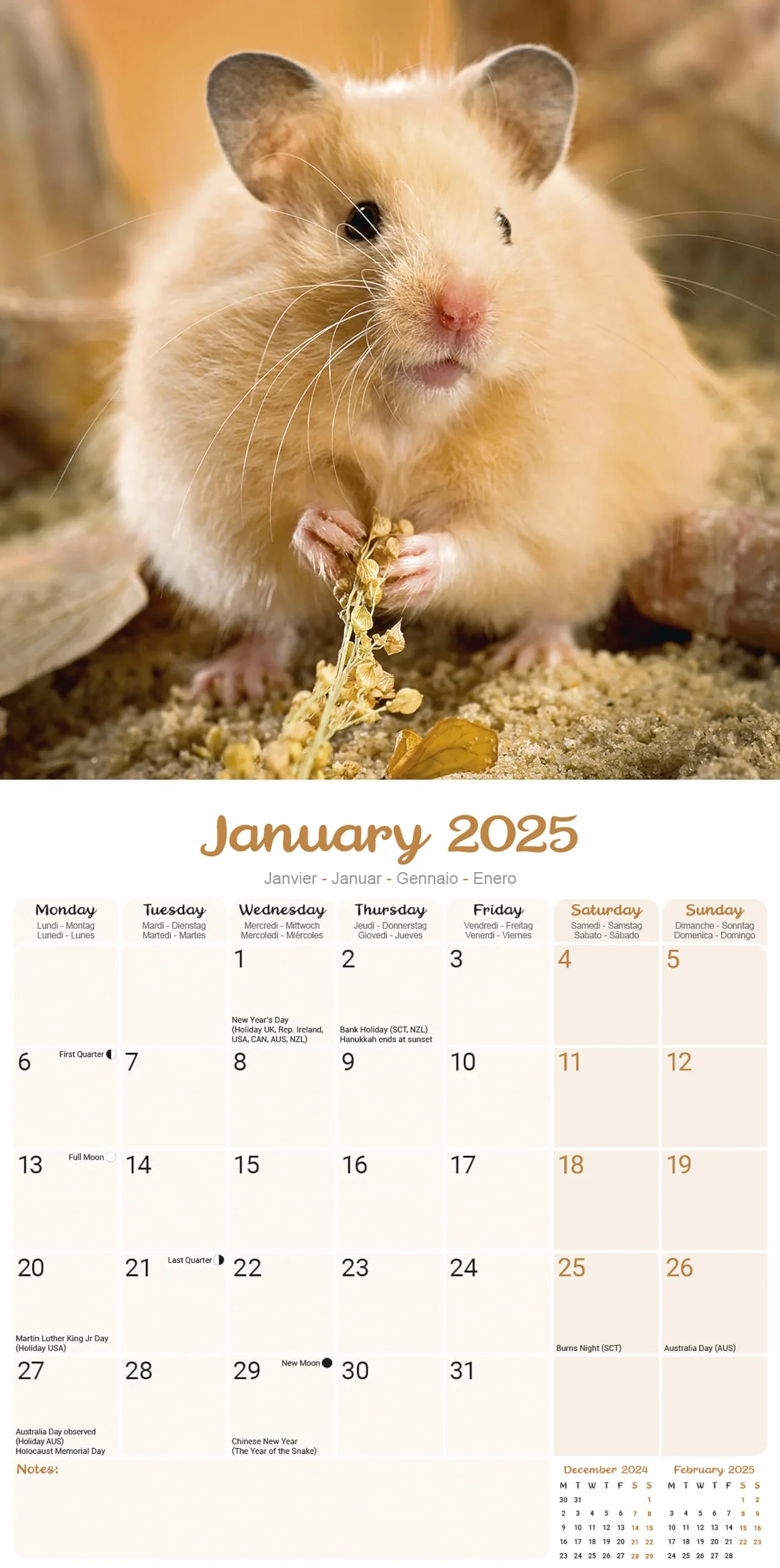 Hamsters Calendar 2025 Square Animal Wall Calendar - 16 Month: Original Avonside-Kalender [Mehrsprachig] [Kalender]
