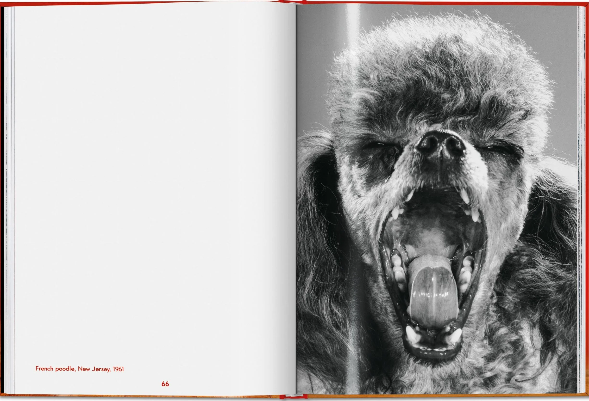Walter Chandoha. Dogs. Photographs 1941-1991