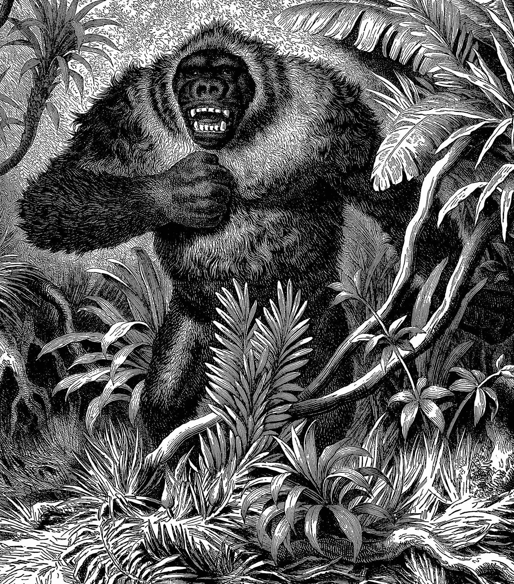 Animals:: 1419 Royalty-Free Illustrations of Mammals, Birds, Fish, Insects, Etc.