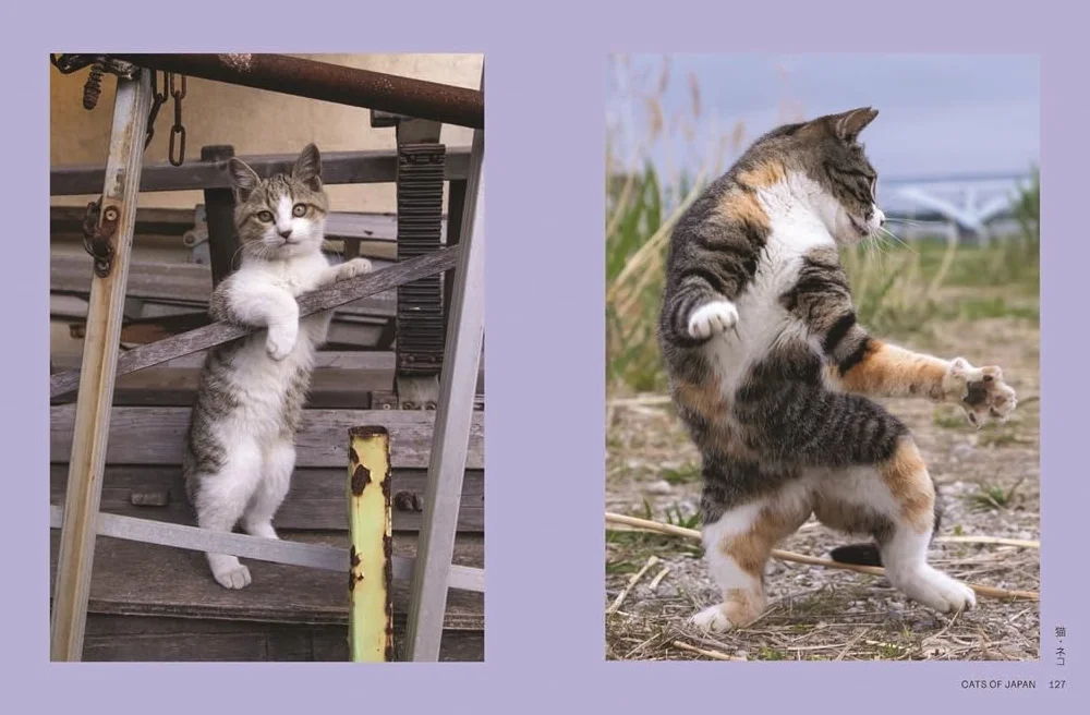 Neko : Cats of Japan /anglais