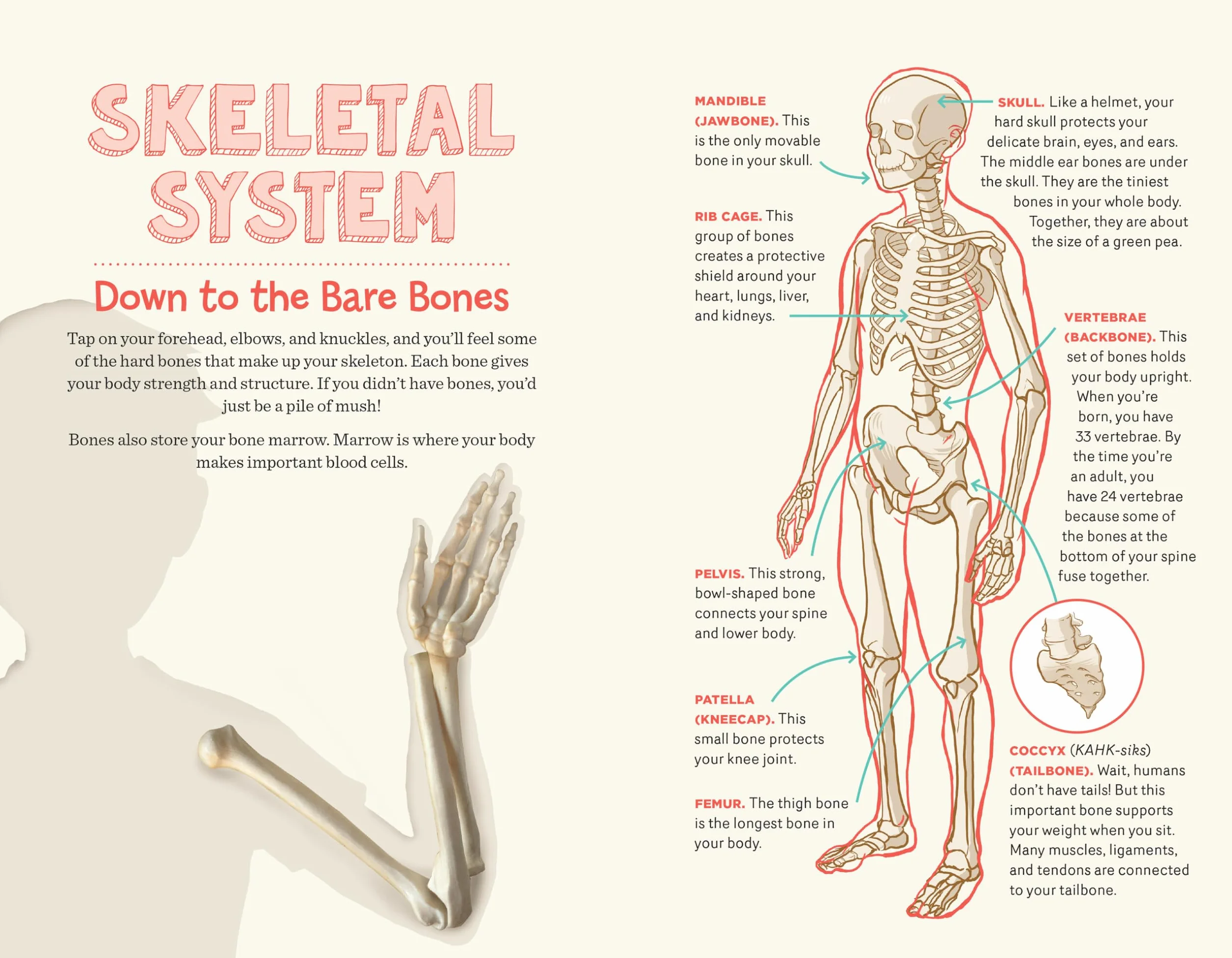 Human Body Learning Lab: Take an Inside Tour of How Your Anatomy Works