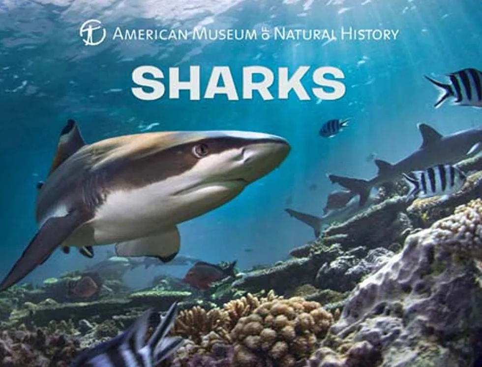 Sharks