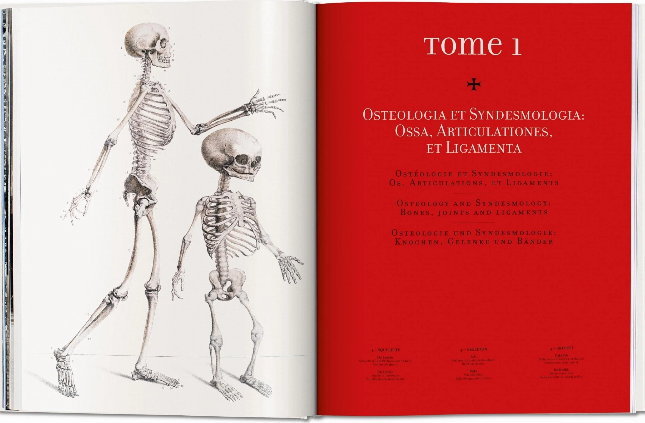 Bourgery. Atlas of Human Anatomy and Surgery
