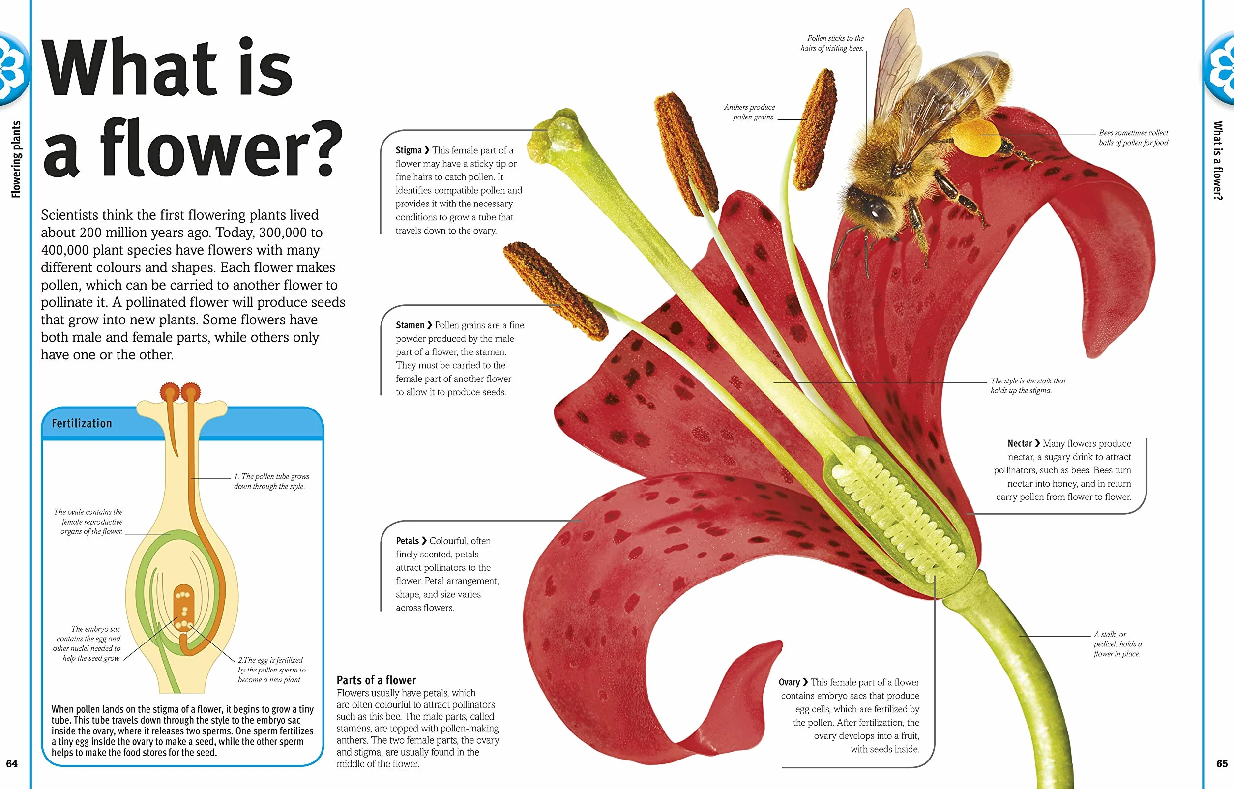 Our World in Pictures: Trees, Leaves, Flowers & Seeds: A visual encyclopedia of the plant kingdom: A Visual Plant Encyclopedia for Kids