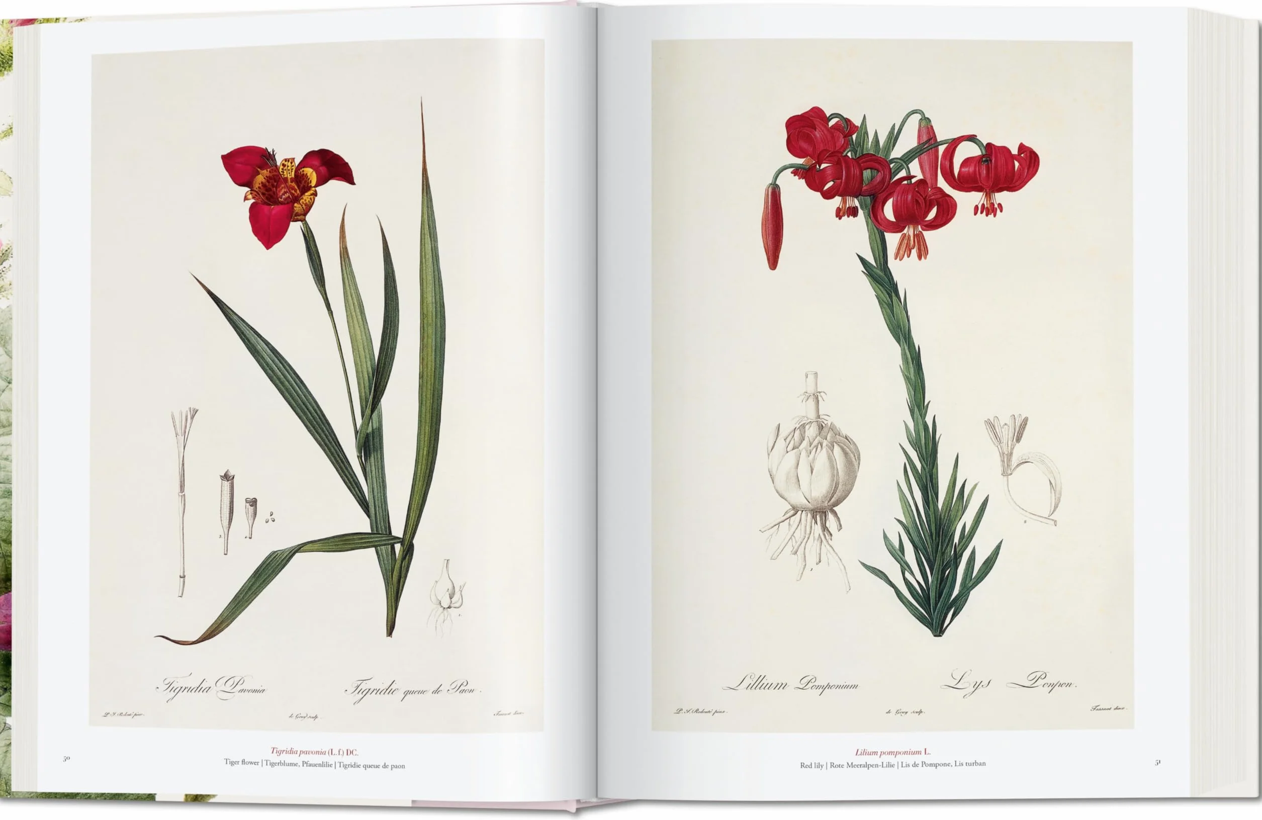 Redouté: The book of flowers