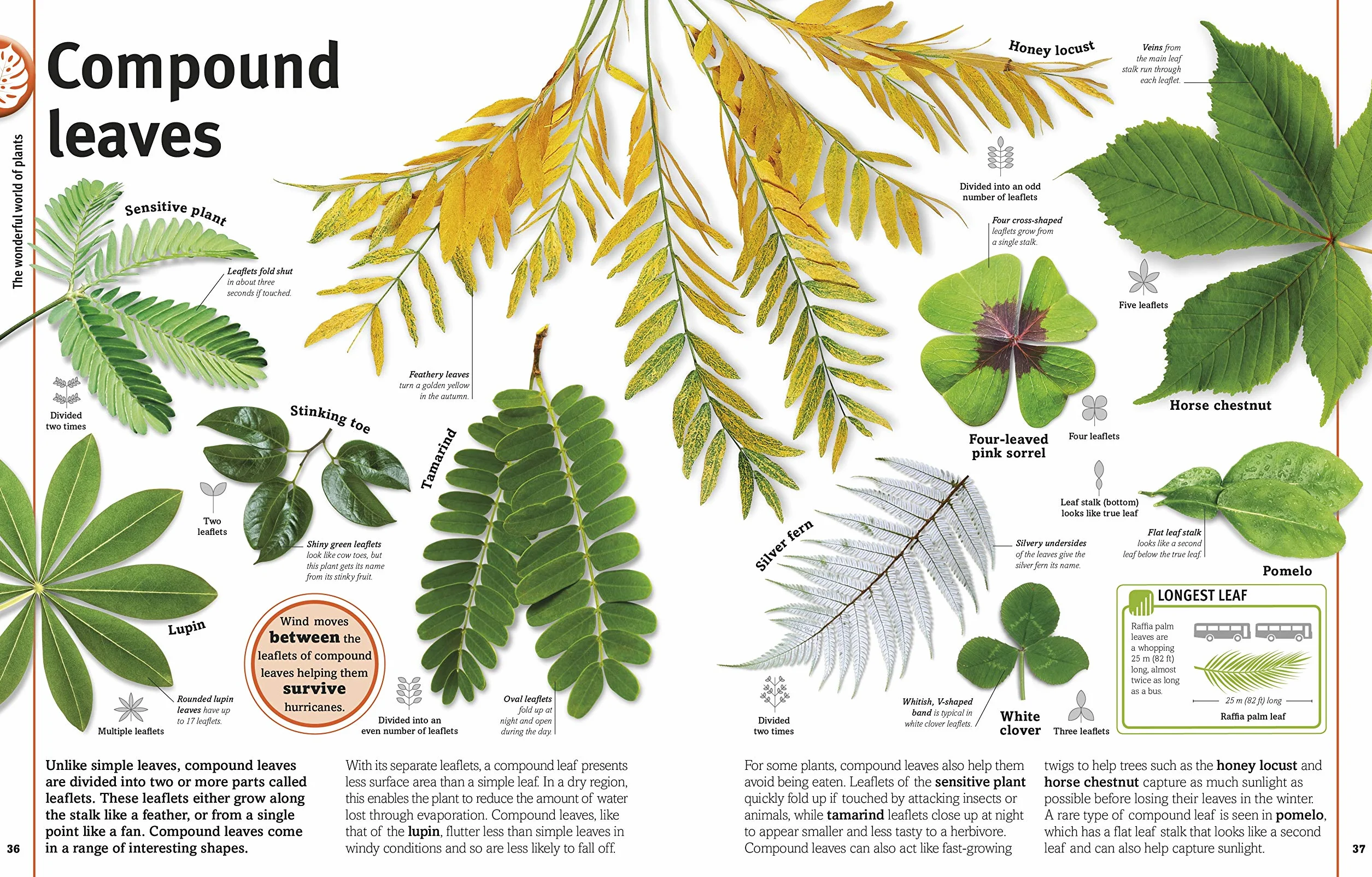 Our World in Pictures: Trees, Leaves, Flowers & Seeds: A visual encyclopedia of the plant kingdom: A Visual Plant Encyclopedia for Kids