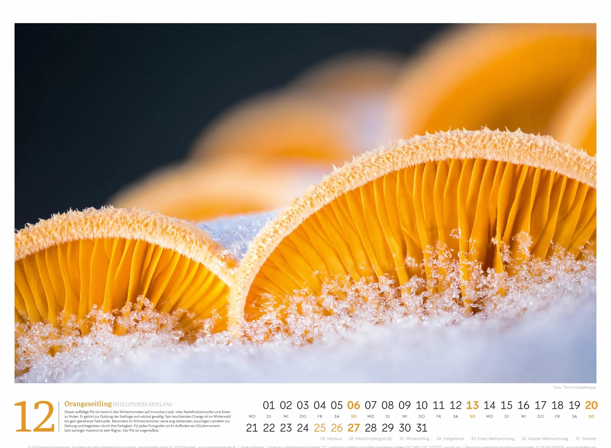 Pilze Kalender 2026 | Vielfalt am Waldboden: Informativer Natur-Kalender im Querformat (45x33 cm) | Mit ausführlichen Bildunterschriften