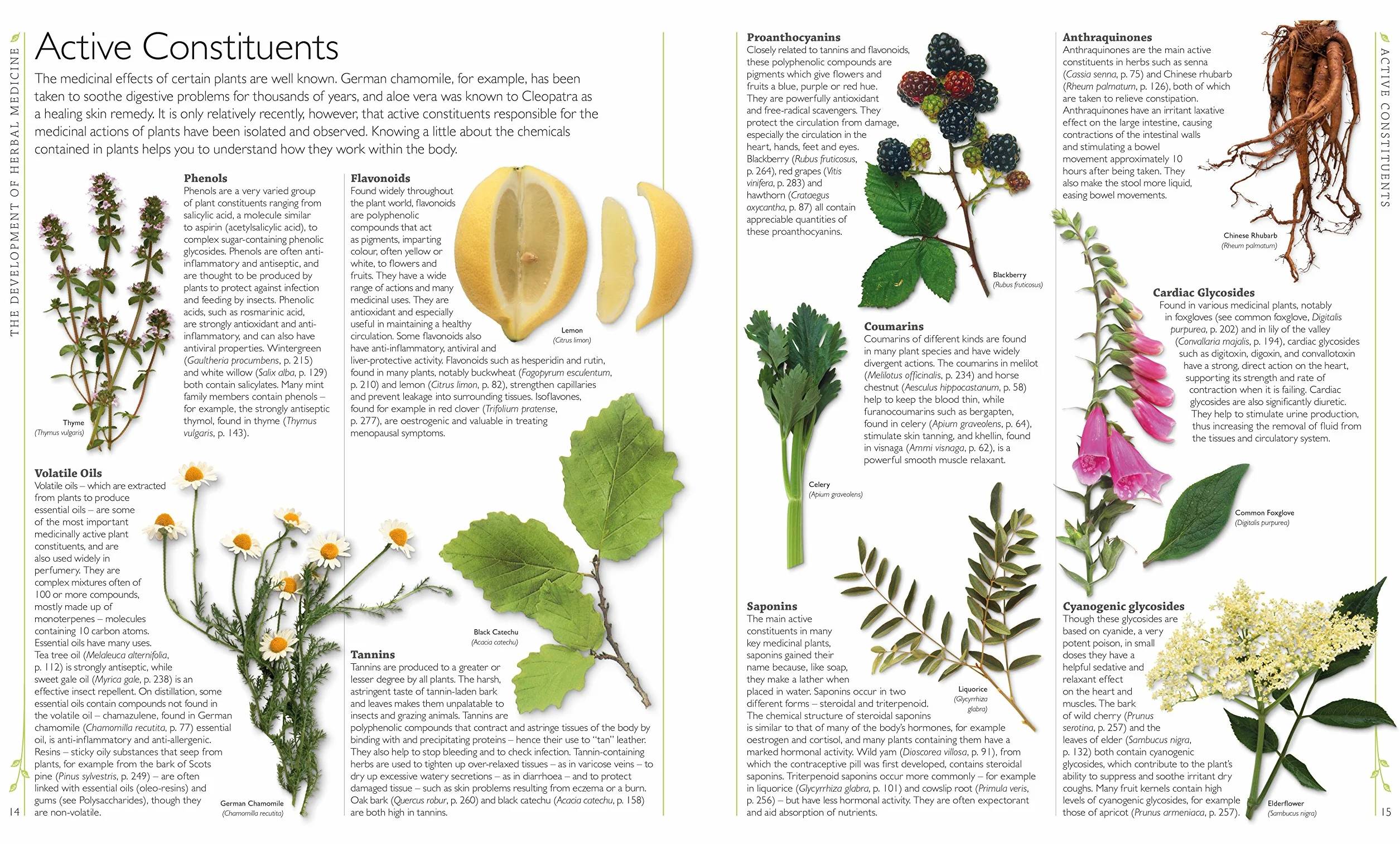 Encyclopedia Of Herbal Medicine: 550 Herbs and Remedies for Common Ailments