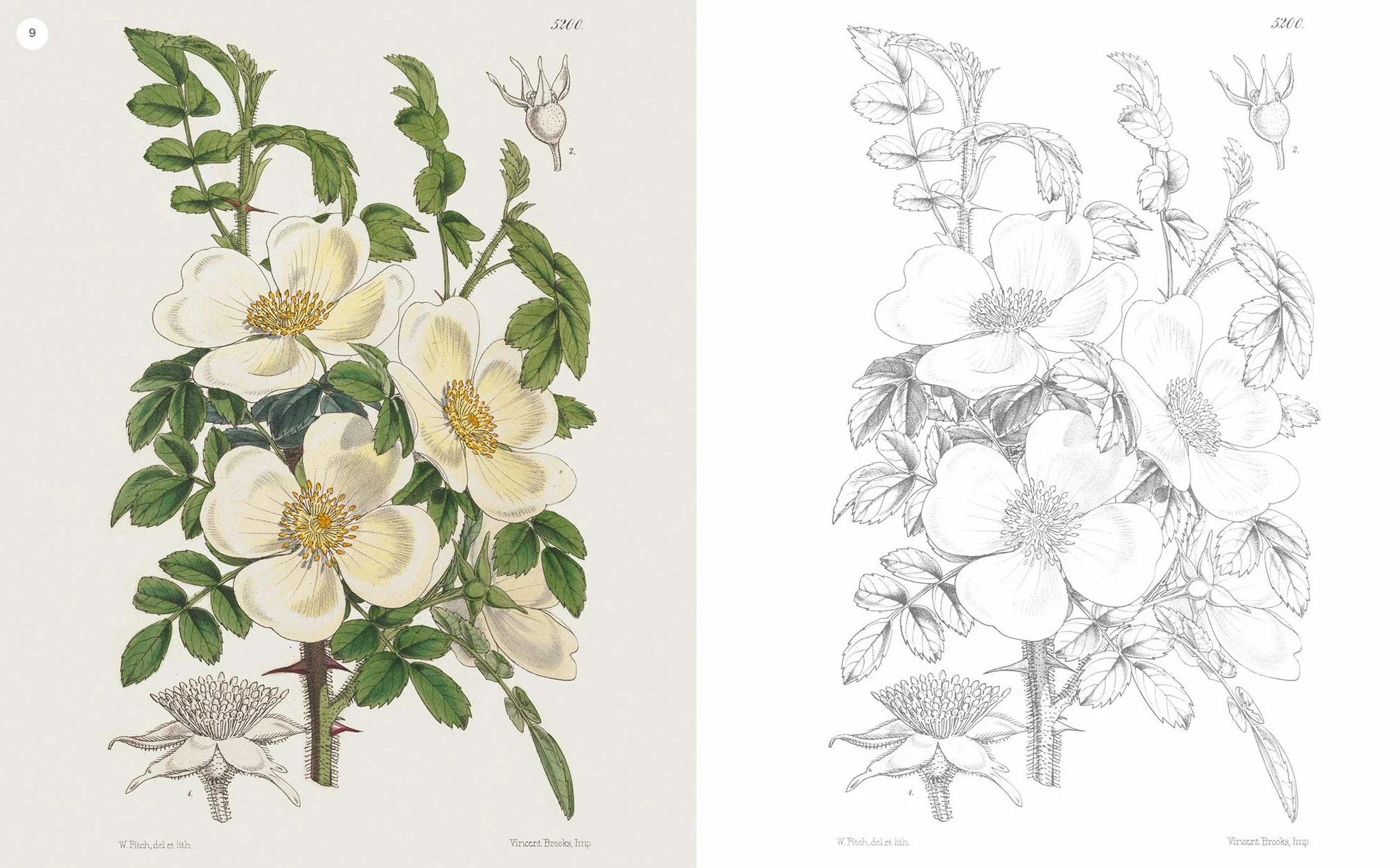 The Kew Gardens Flowering Plants Colouring Book: Over 40 Beautiful Illustrations Plus Colour Guides