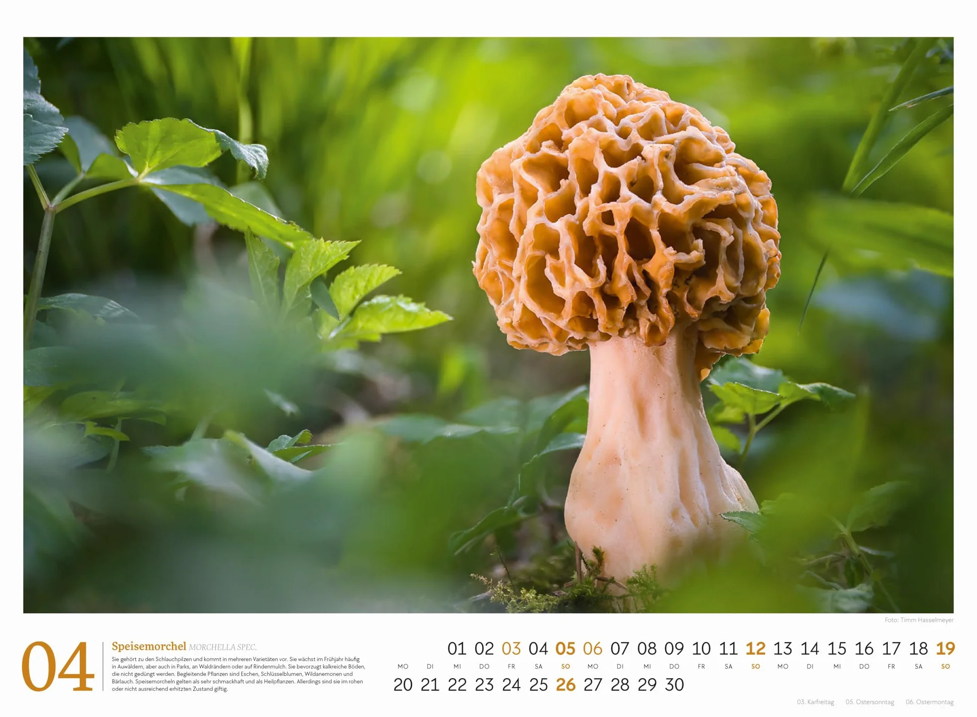 Pilze Kalender 2026 | Vielfalt am Waldboden: Informativer Natur-Kalender im Querformat (45x33 cm) | Mit ausführlichen Bildunterschriften