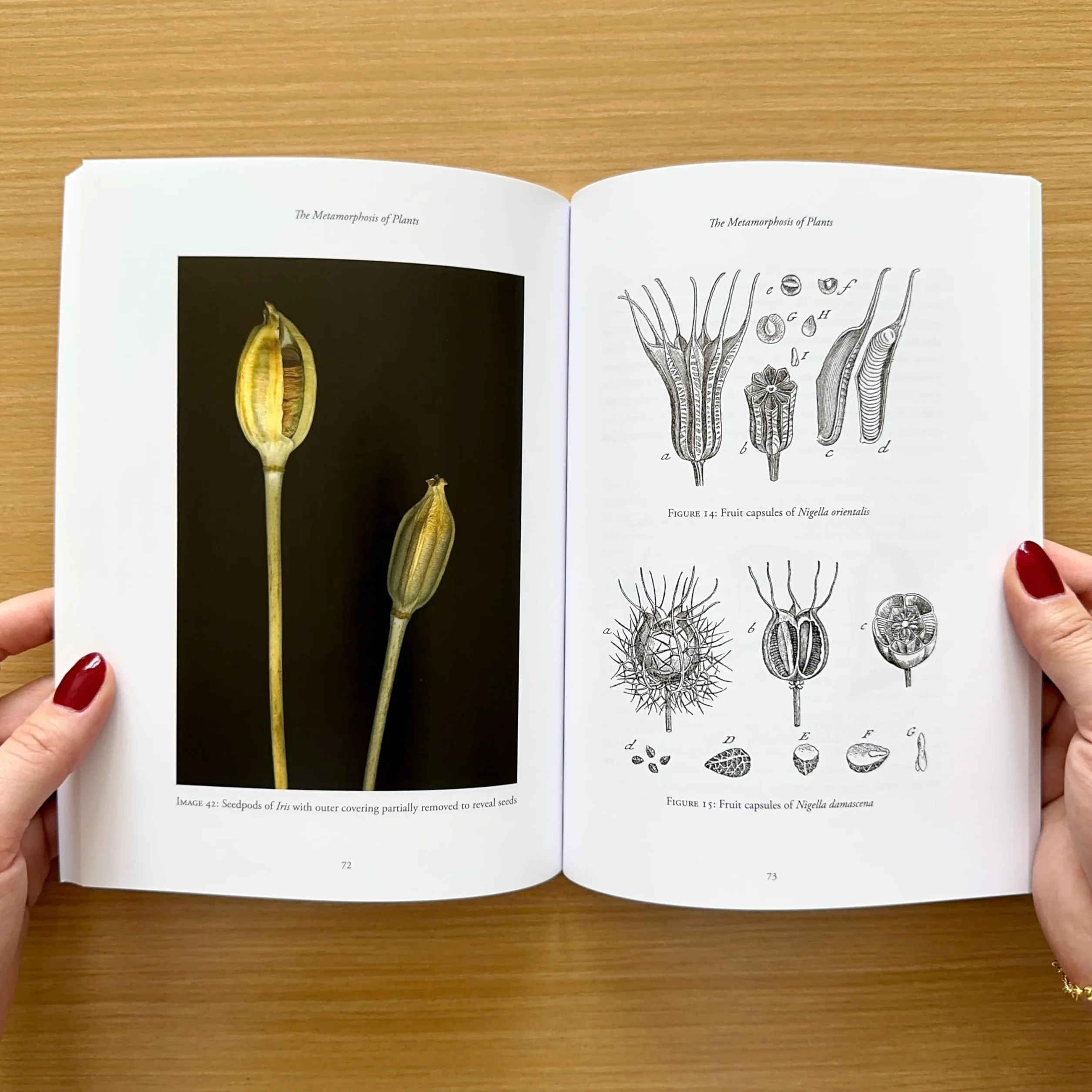 The Metamorphosis of Plants
