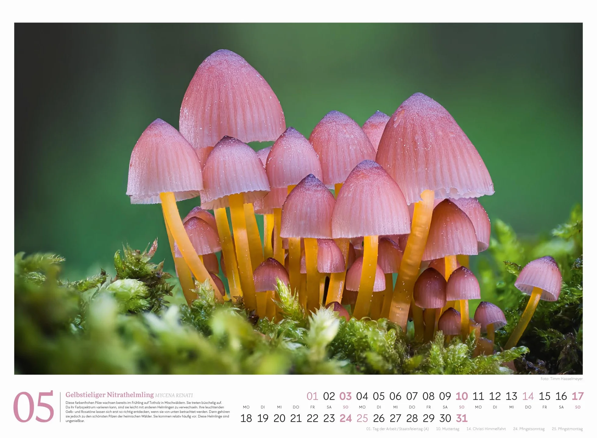 Pilze Kalender 2026 | Vielfalt am Waldboden: Informativer Natur-Kalender im Querformat (45x33 cm) | Mit ausführlichen Bildunterschriften