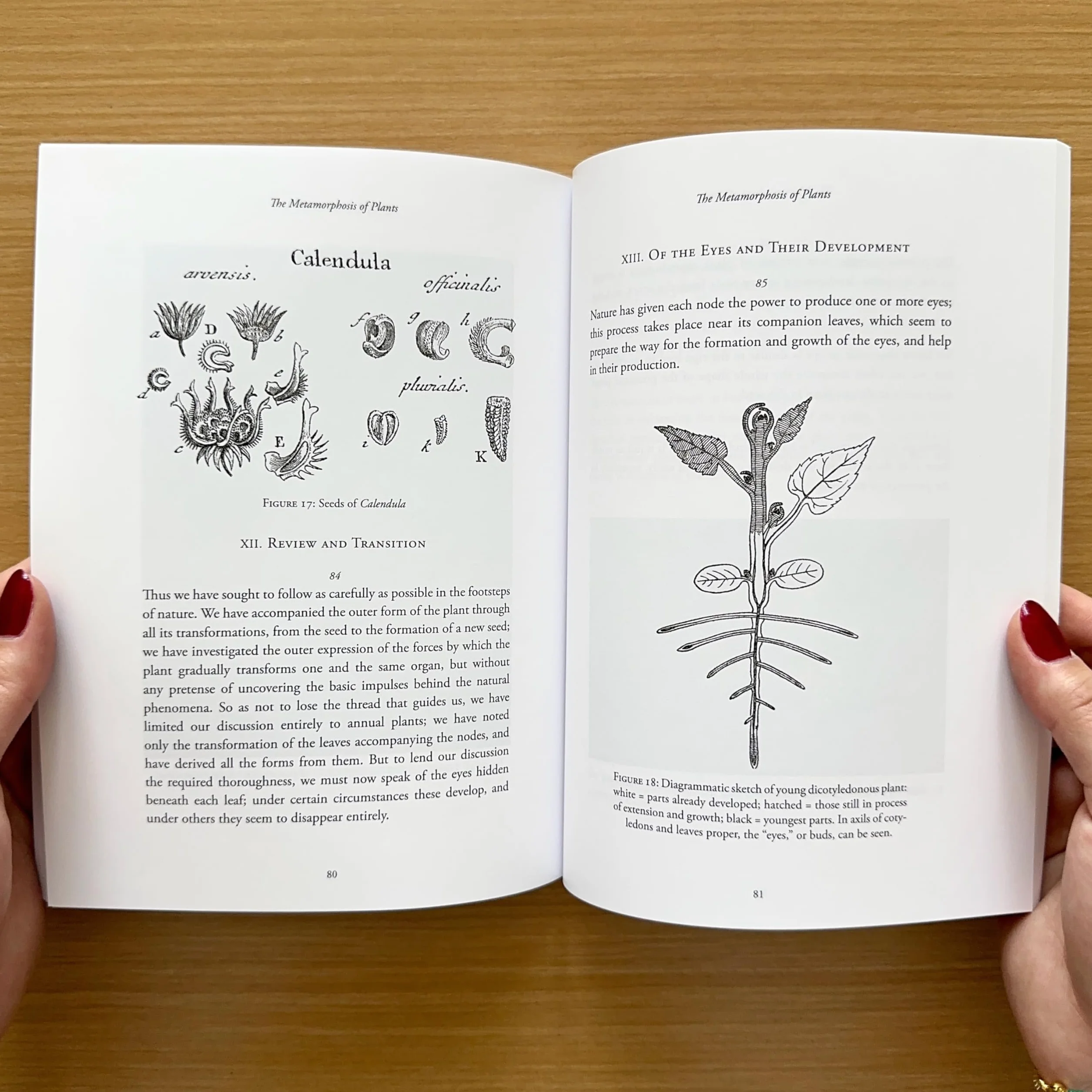 The Metamorphosis of Plants