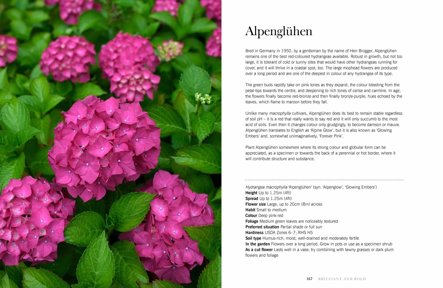 Hydrangeas: The ultimate flower guide for growing, flowering and cutting varieties for the home and gardening