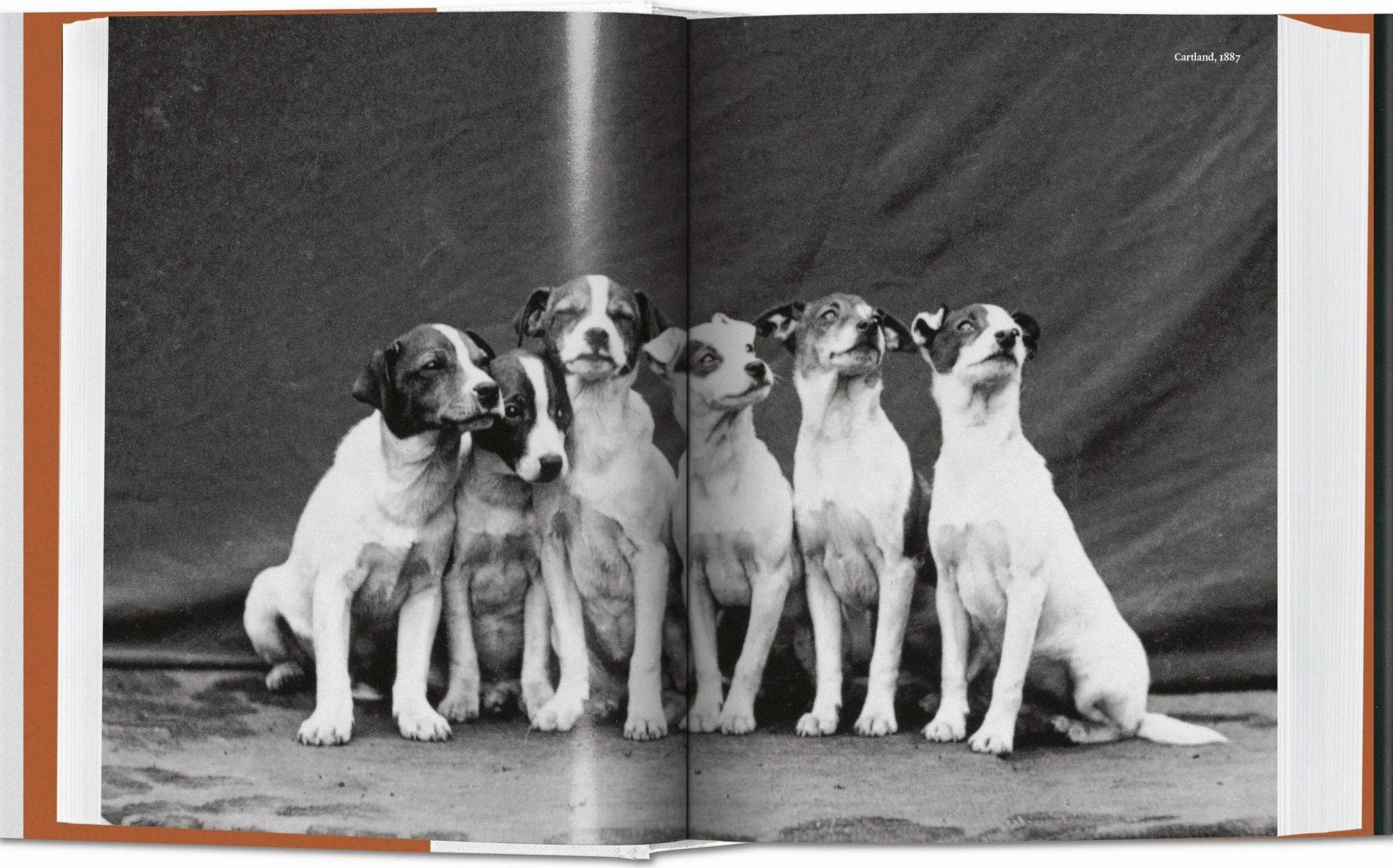 The Dog in Photography: 1839-Today