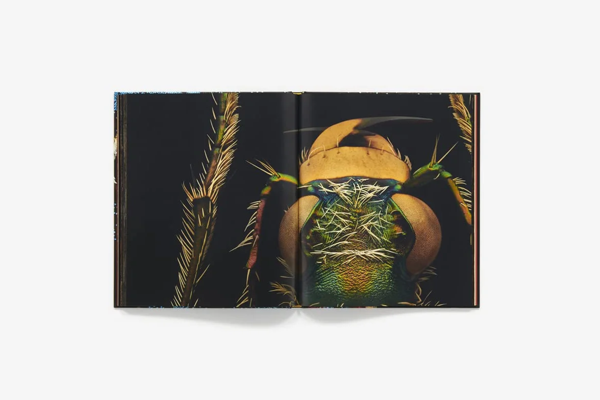 Extint and endangered: Insects in Peril