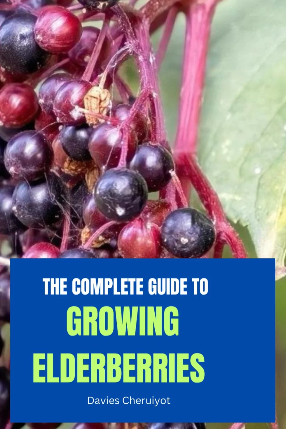 THE COMPLETE GUIDE TO GROWING ELDERBERRIES