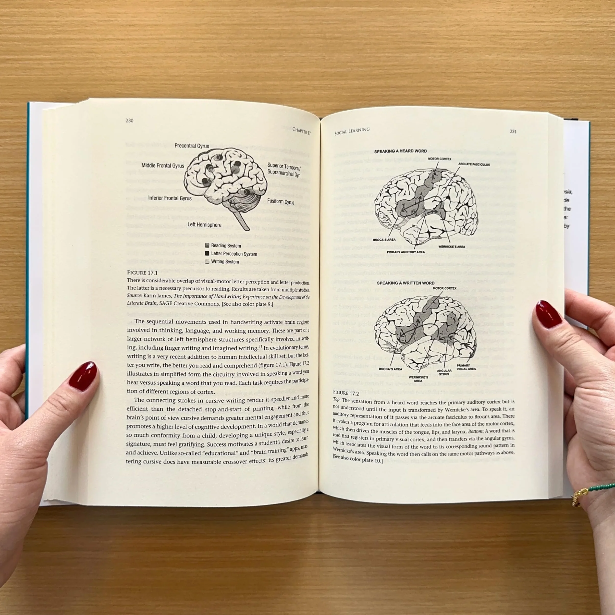 Your Stone Age Brain in the Screen Age: Coping with Digital Distraction and Sensory Overload